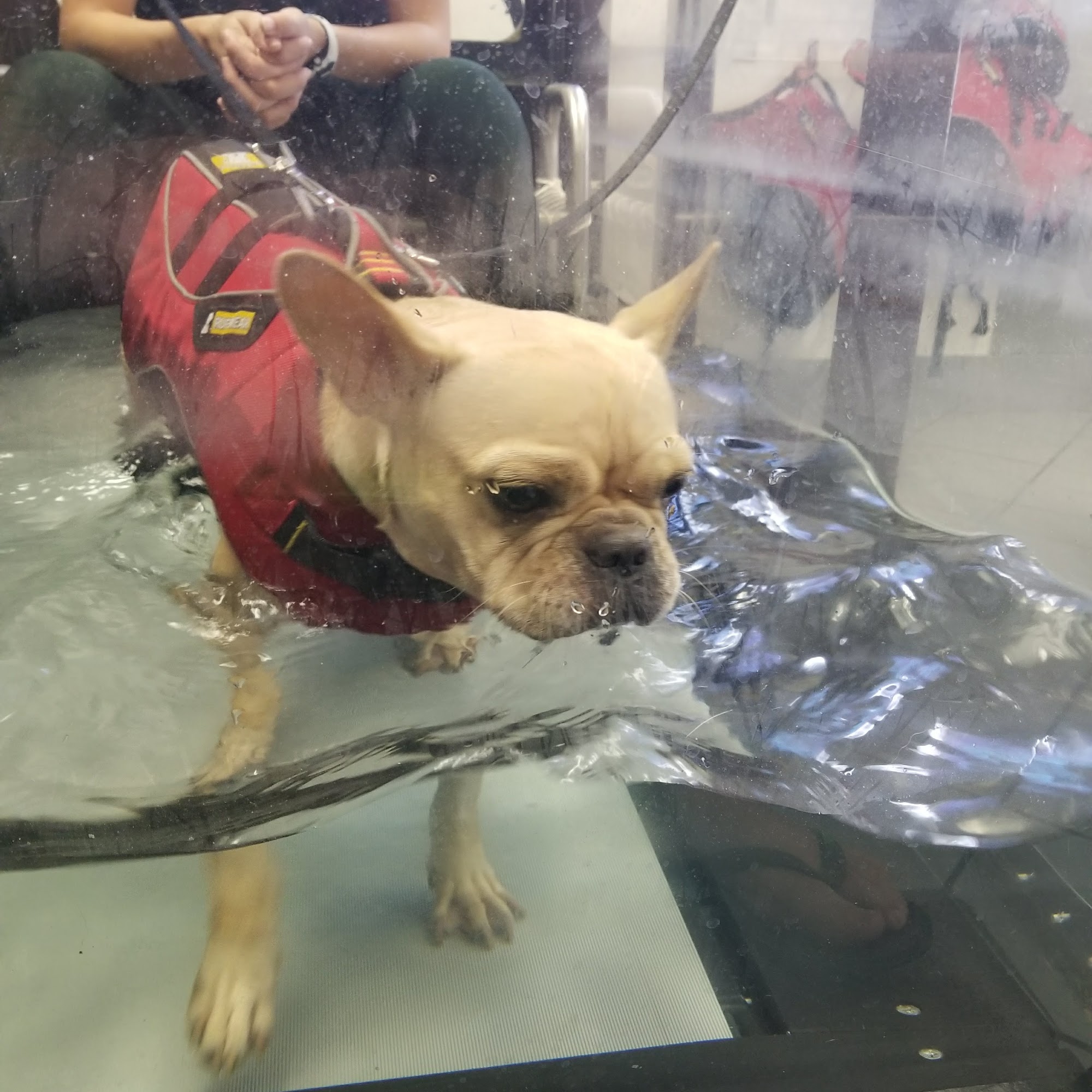 Animal Health and Rehab Center (Dr Marta) South Miami