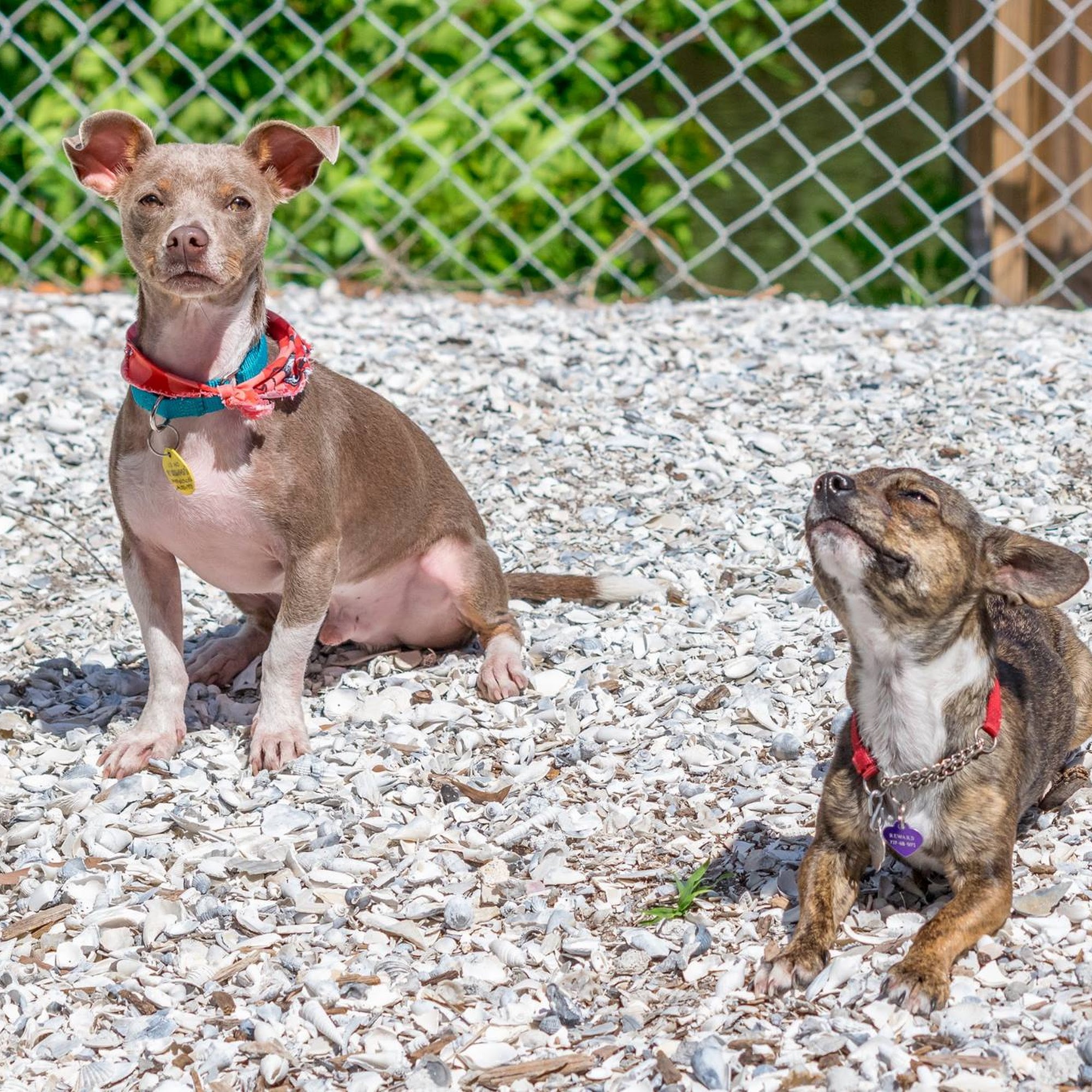 Pasadena Pet Motel South Pasadena