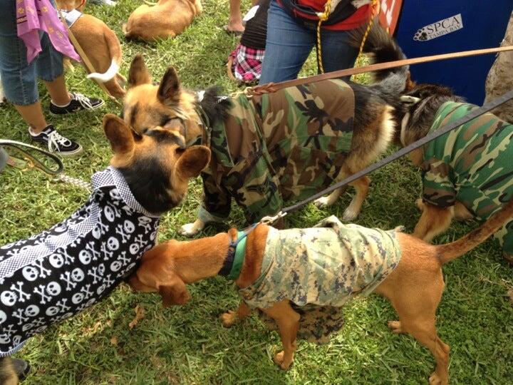 Pasadena Pet Motel South Pasadena