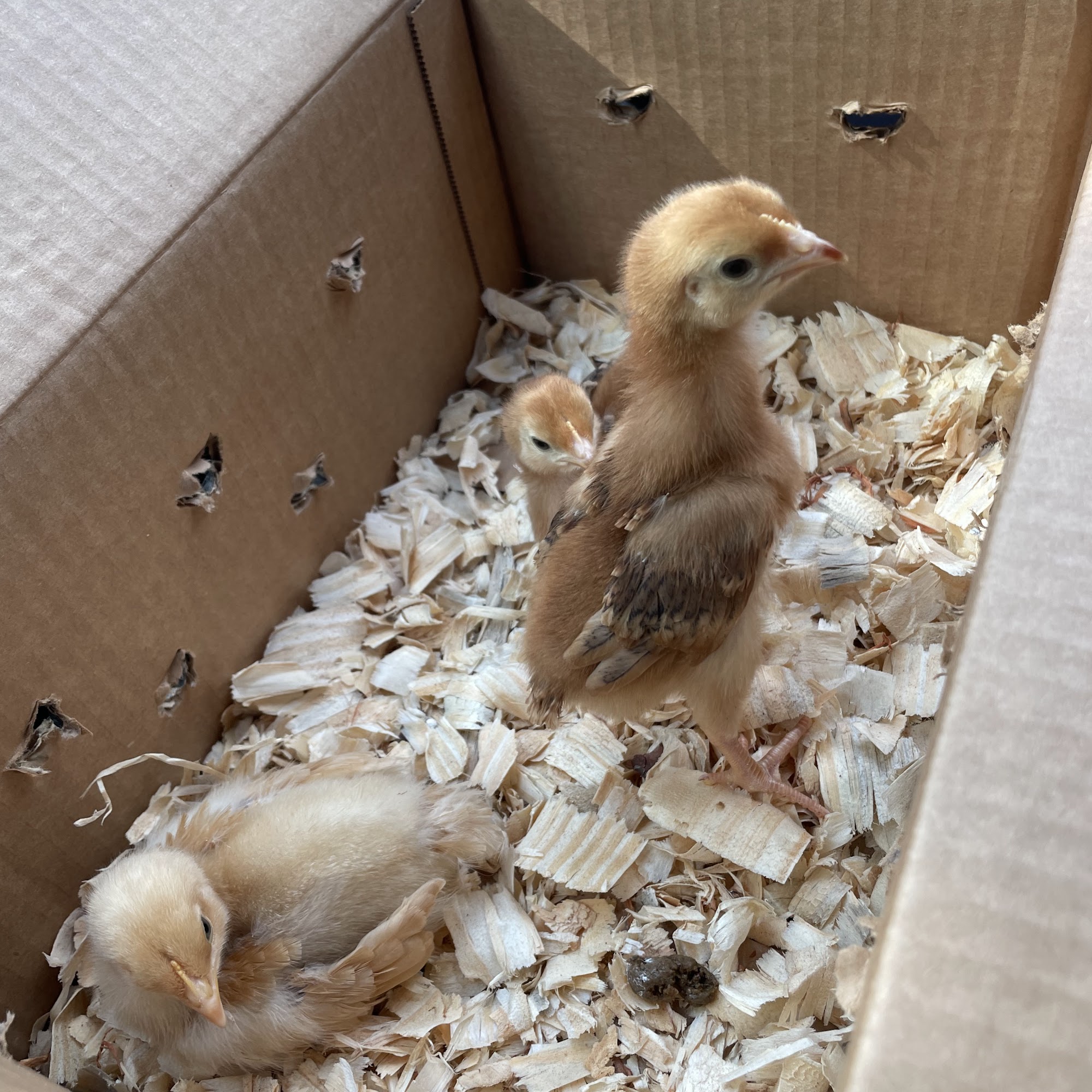 Davie Feed Store Southwest Ranches