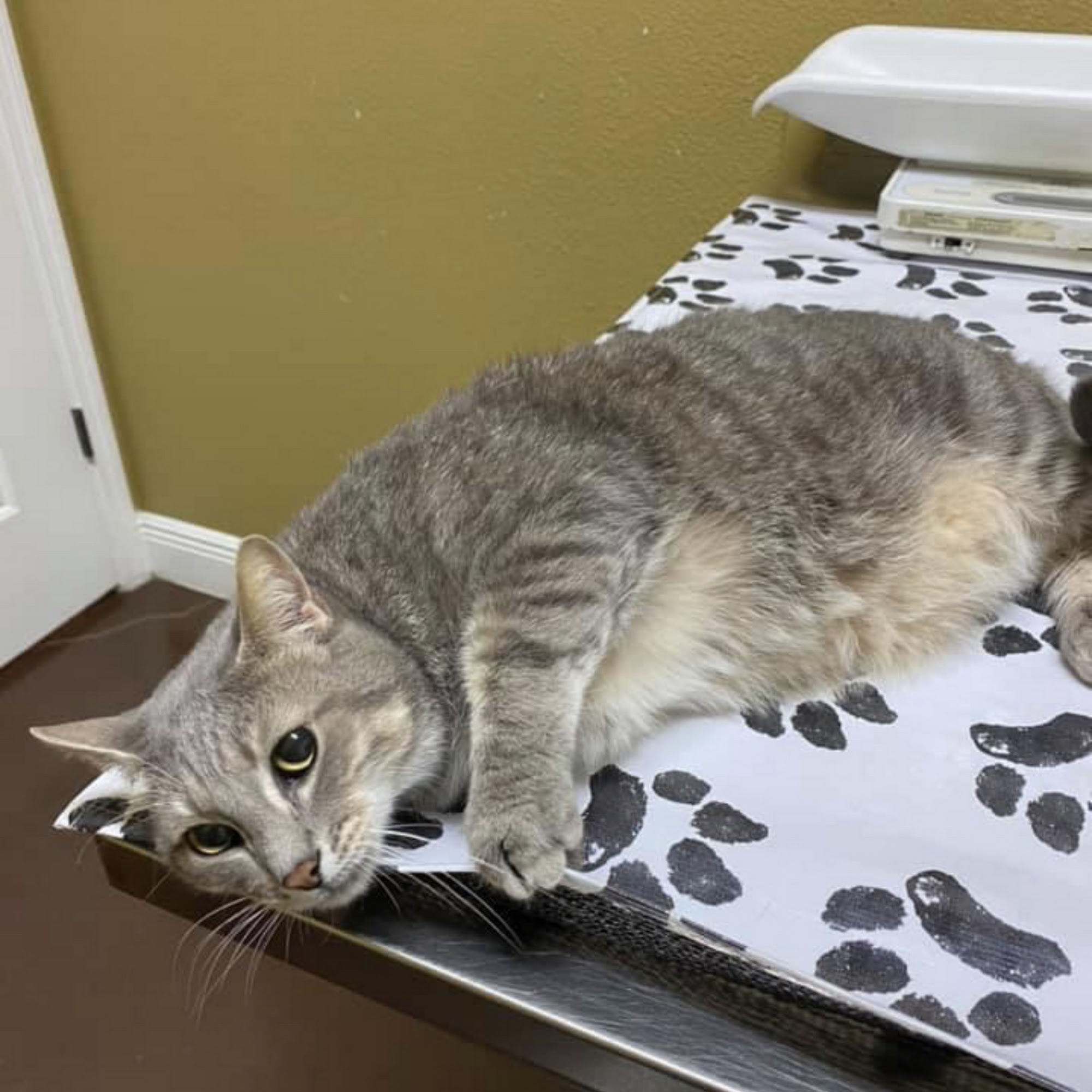 Spring Hill Animal Clinic Spring Hill