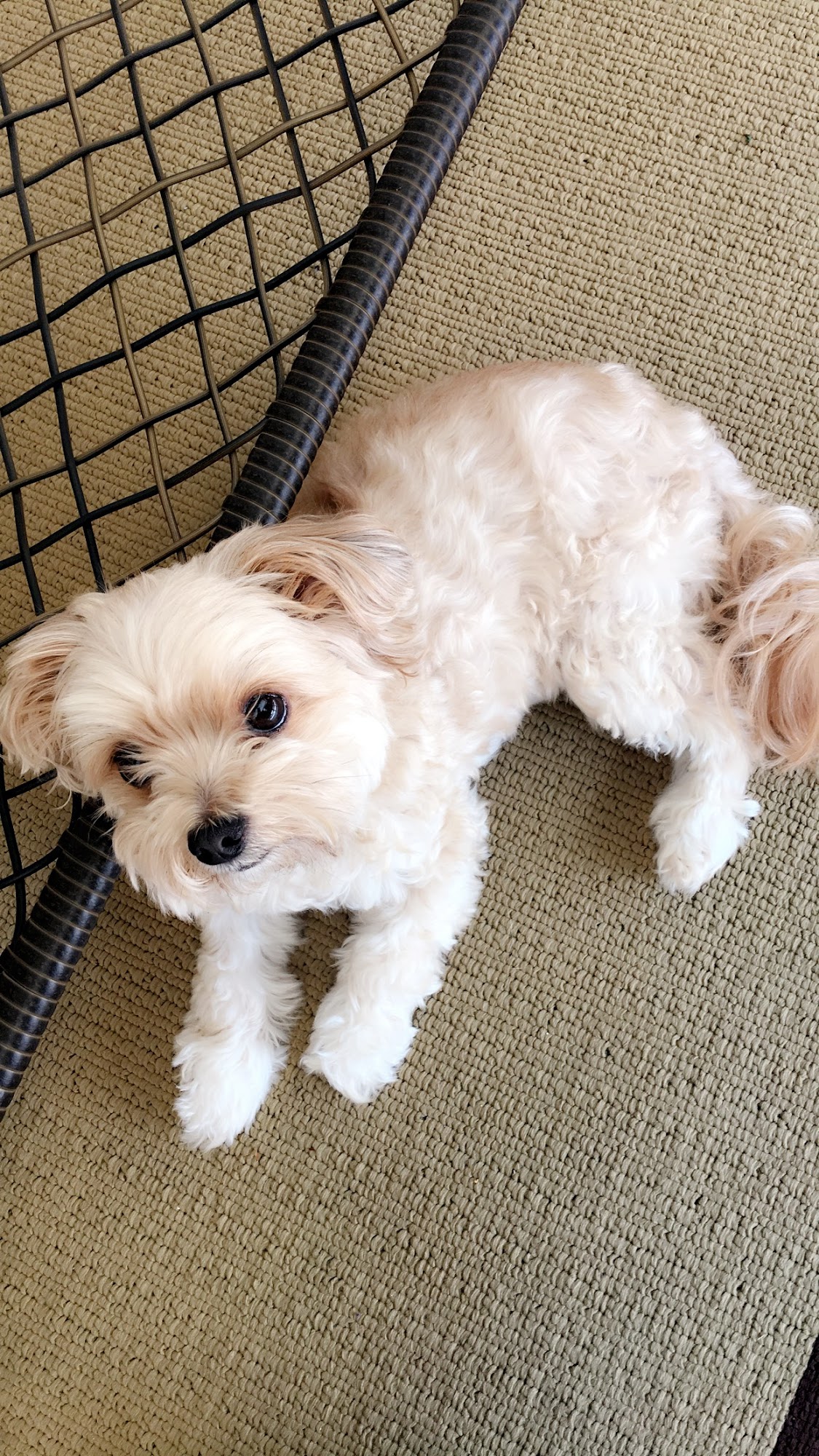 Silverthorn Animal Clinic Spring Hill