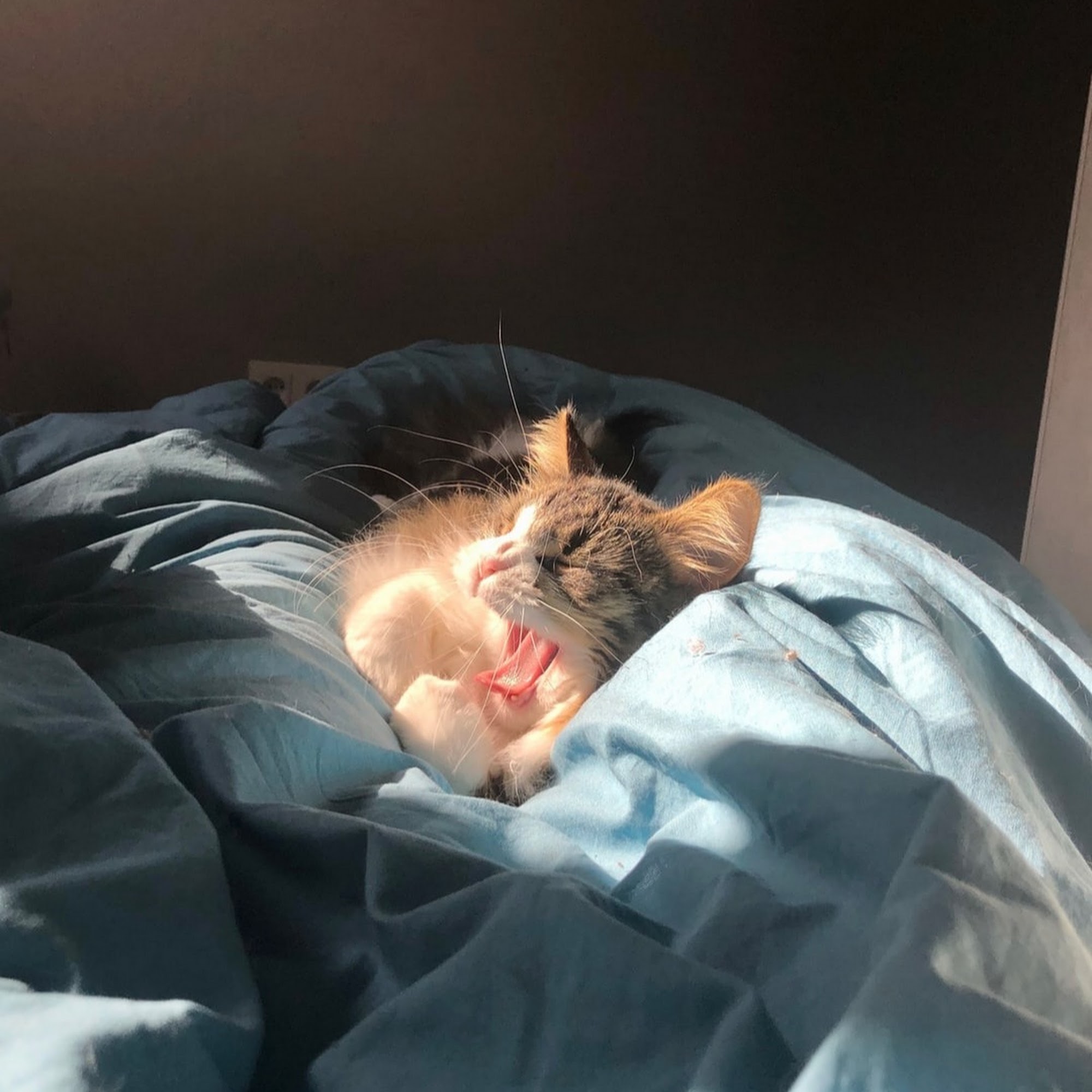 Silverthorn Animal Clinic Spring Hill