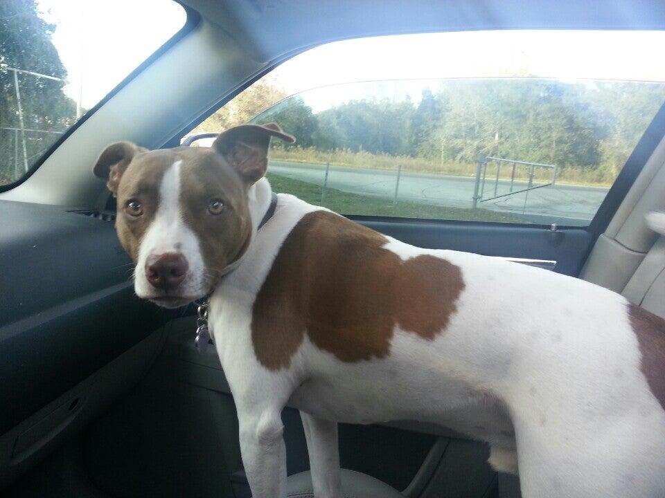 County Line Animal Hospital Spring Hill