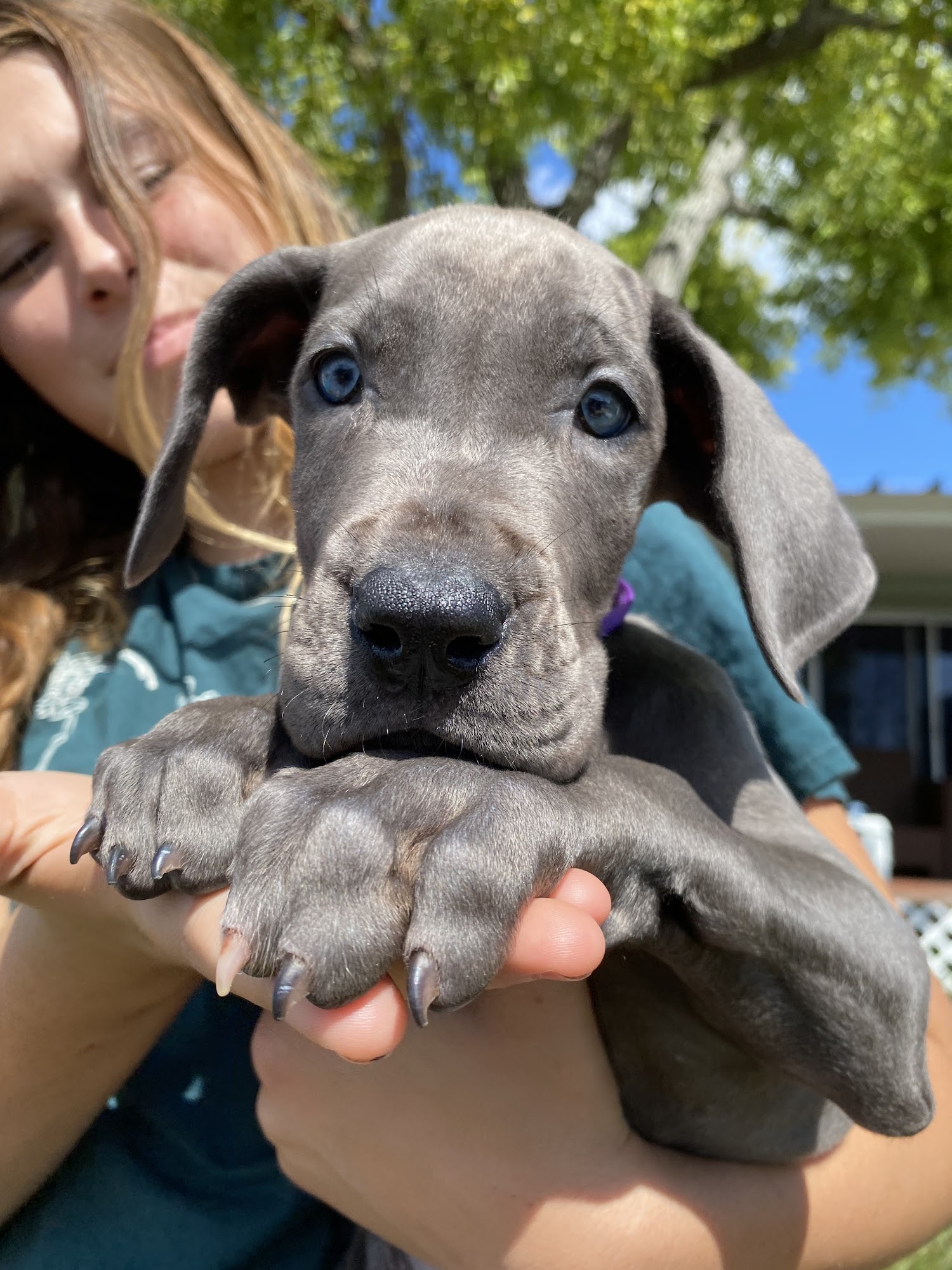 Advanced Pet Care Spring Hill