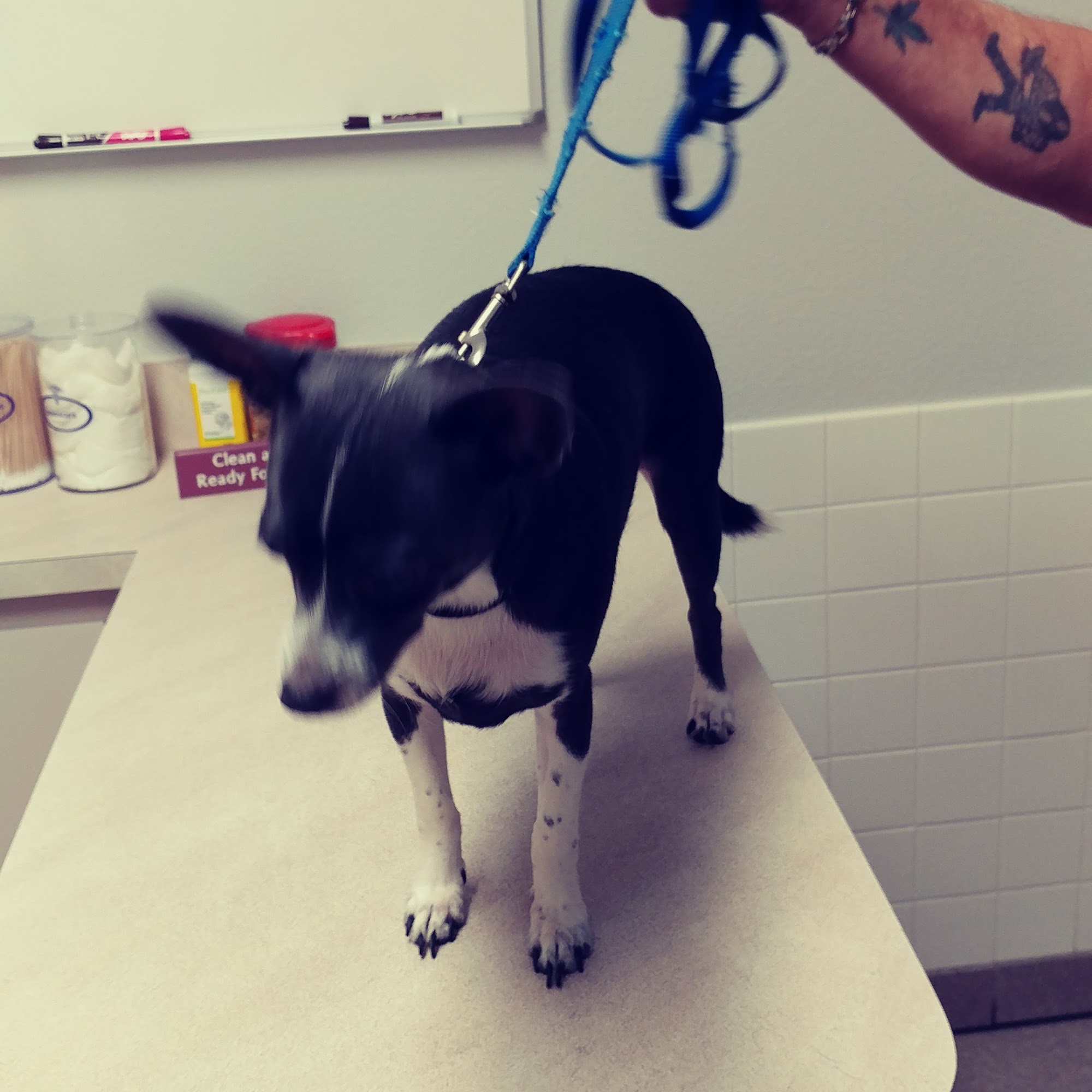 Animal Medical Clinic of Spring Hill Spring Hill