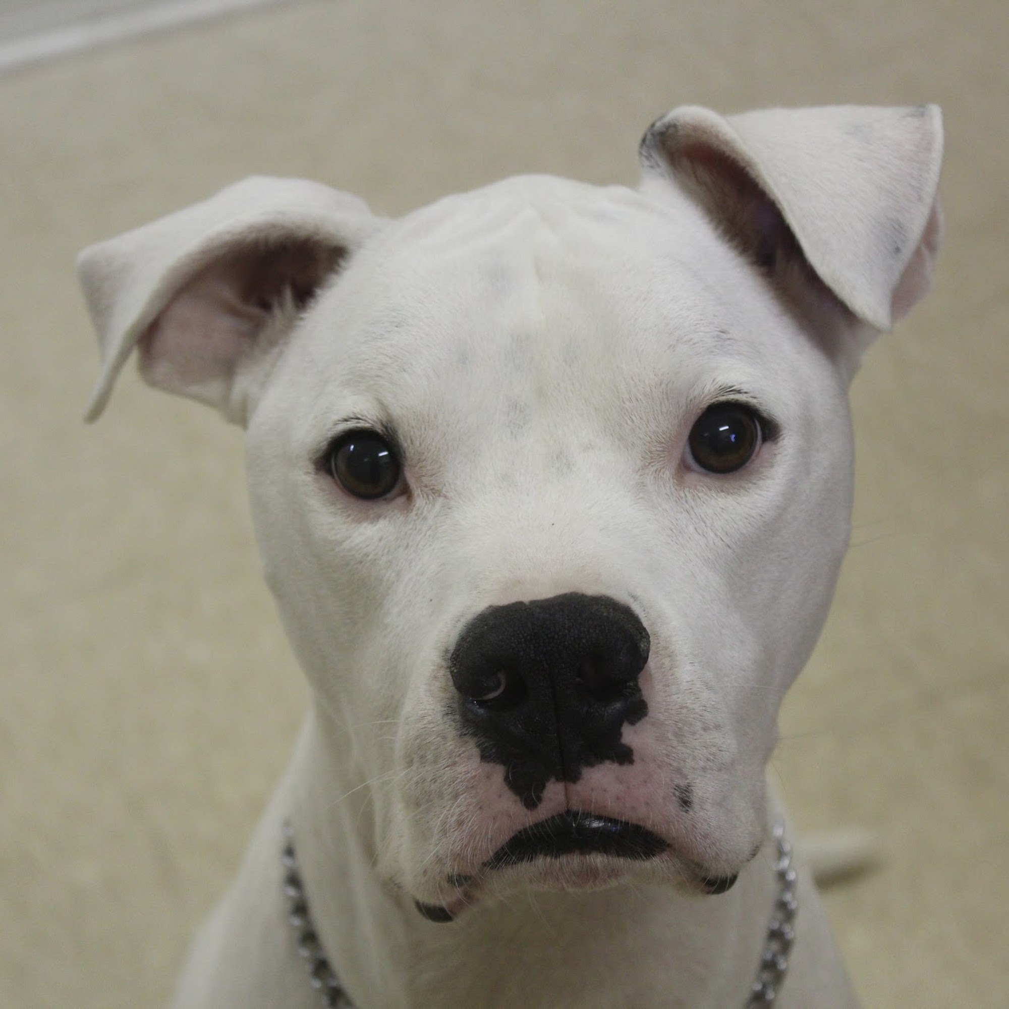 Kind Animal Care Spring Hill