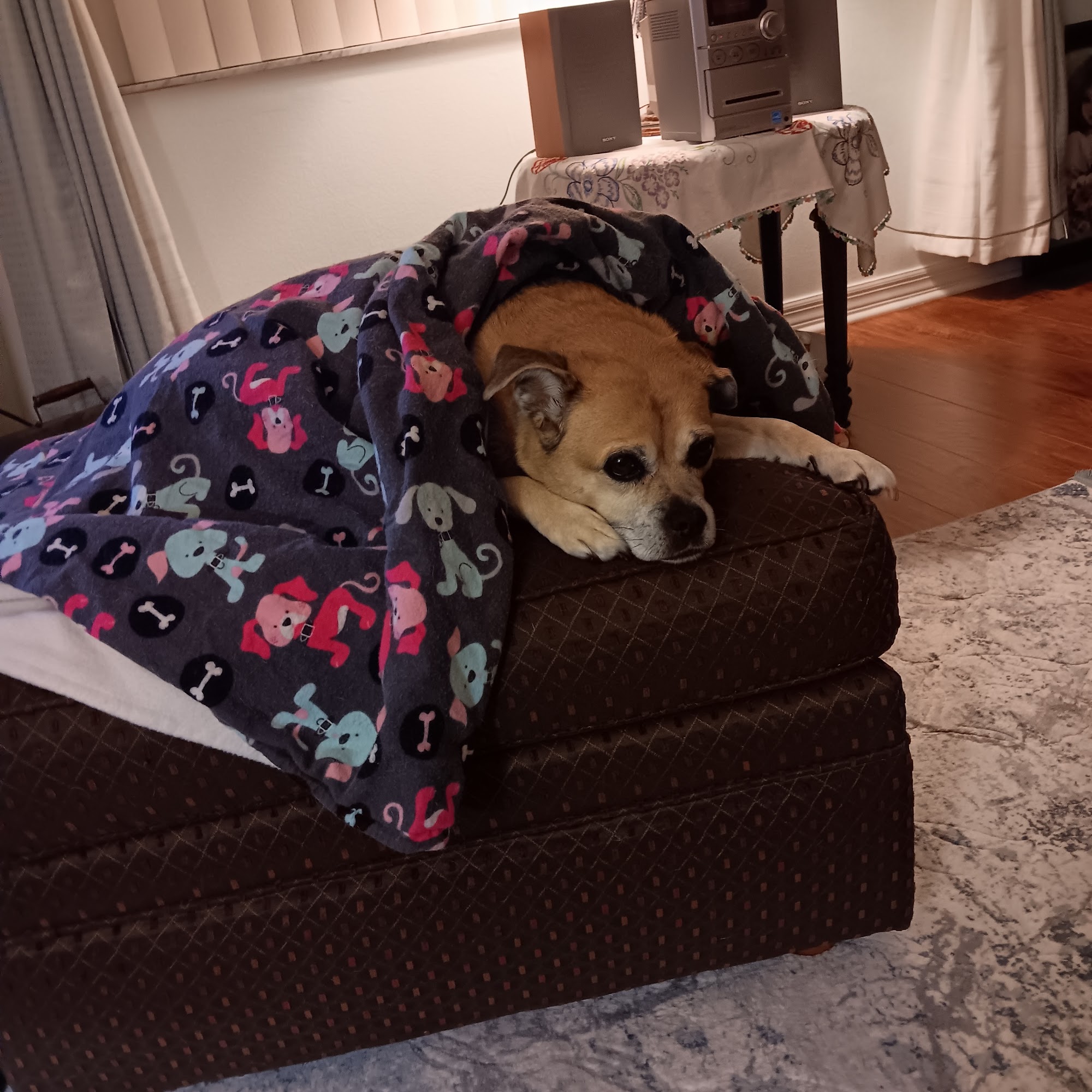 Garrison Animal Hospital Spring Hill