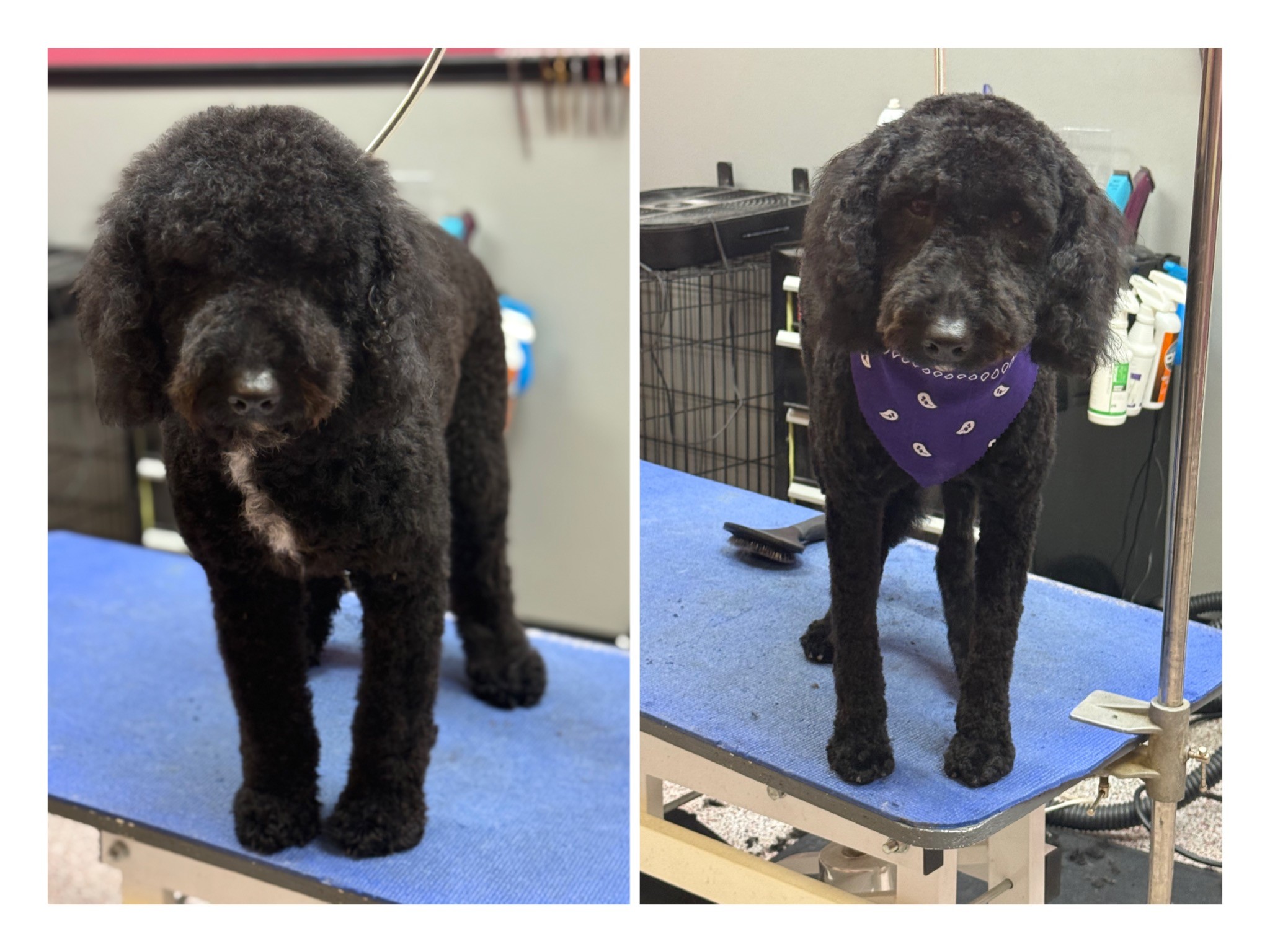 Brooksville Pet Grooming Spring Hill