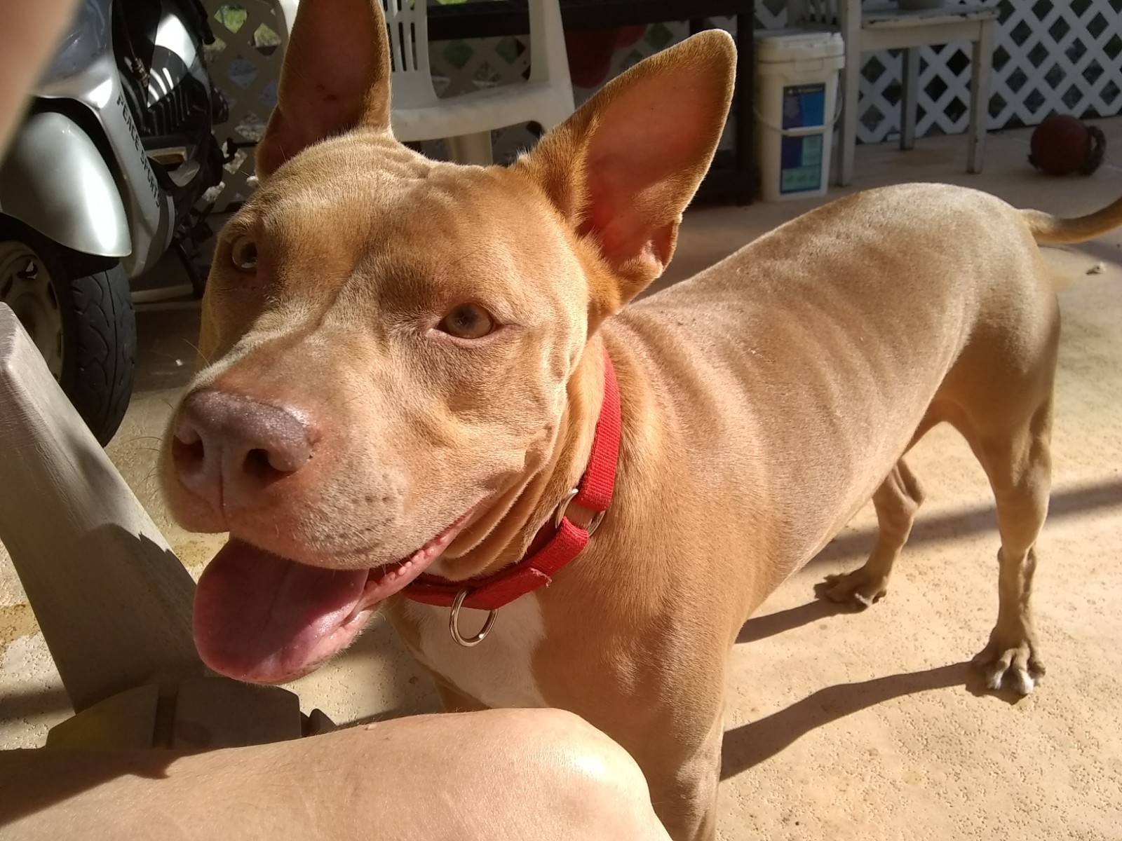 Puppy Luv Grooming Spring Hill