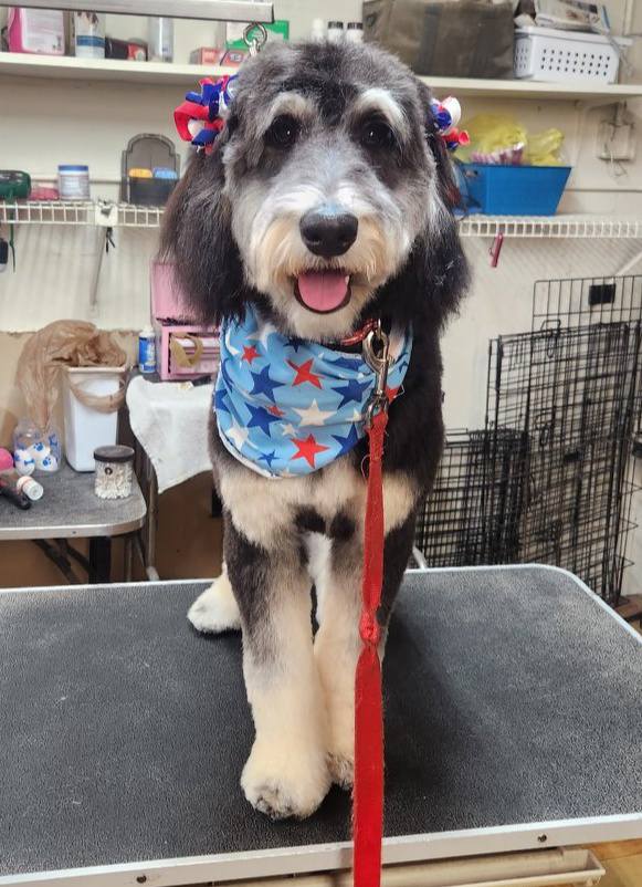 Puppy Luv Grooming Spring Hill