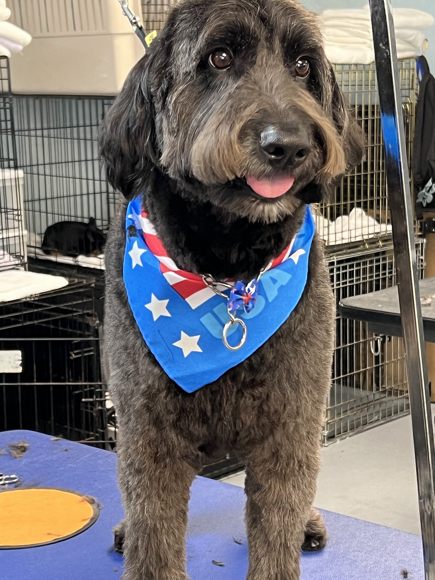 ALL BREED GROOMING BY JUSTINE Spring Hill