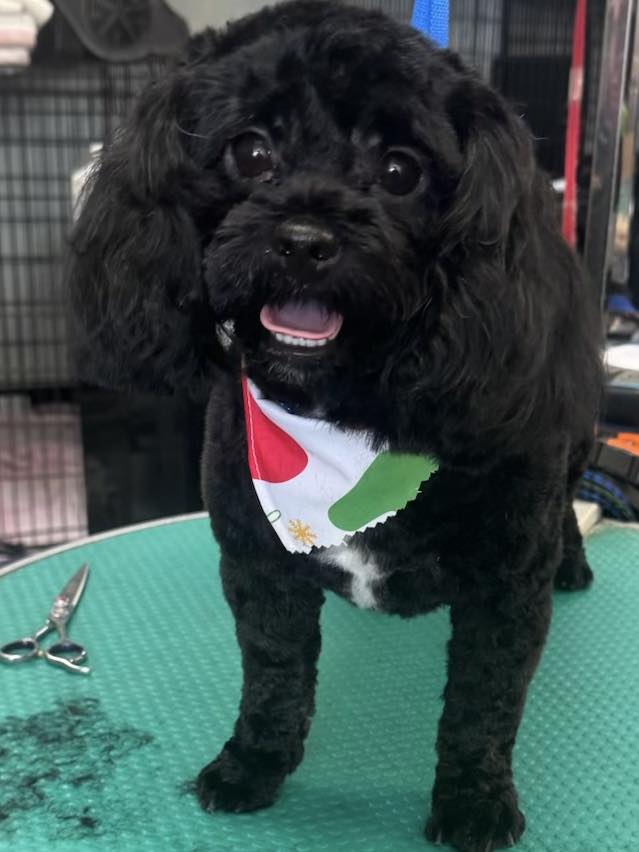 ALL BREED GROOMING BY JUSTINE Spring Hill