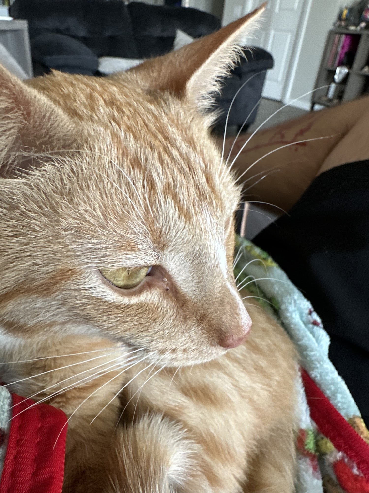 Pet Supplies Plus Spring Hill Spring Hill