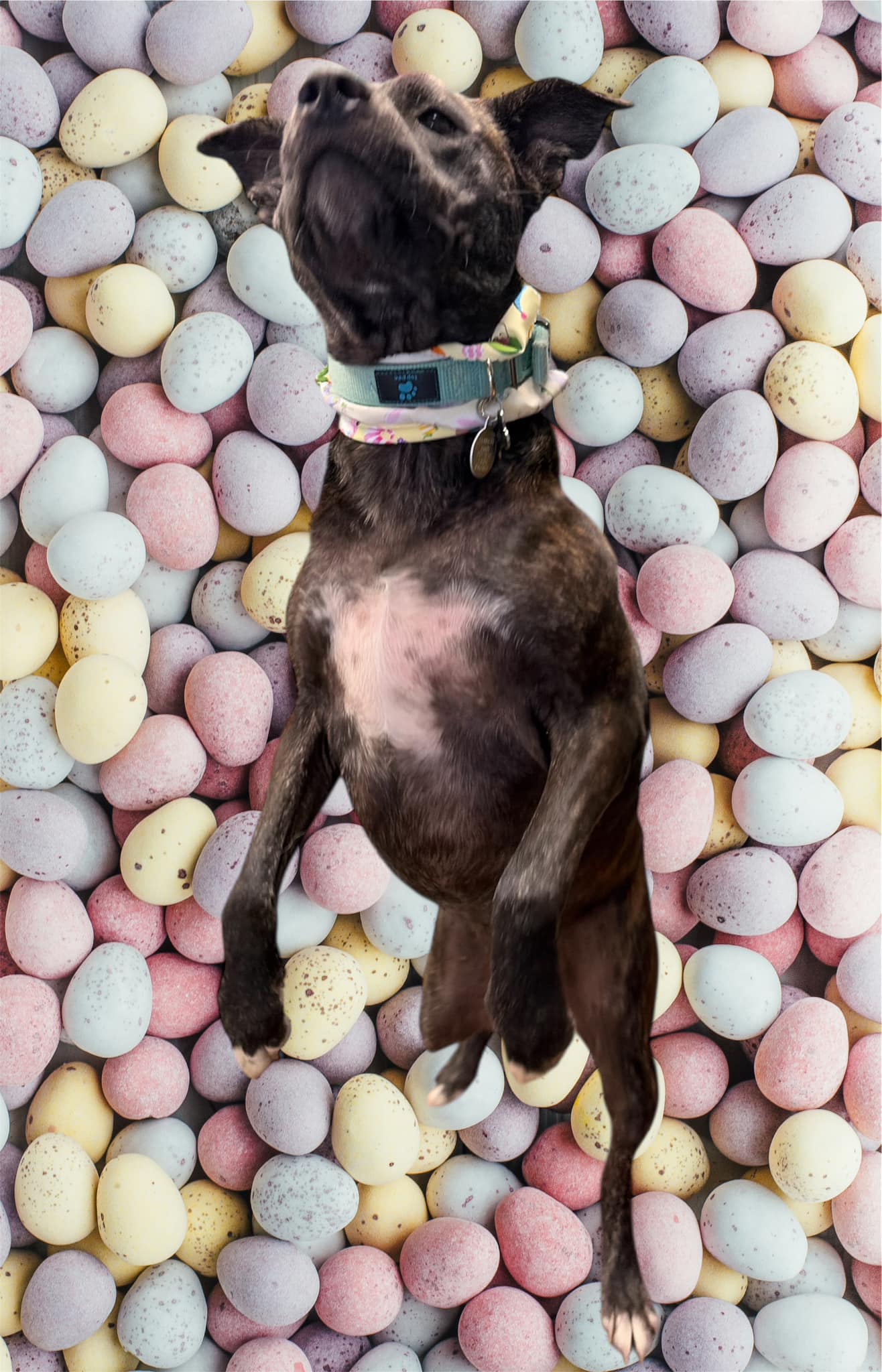 Dog grooming by Kim Spring Hill