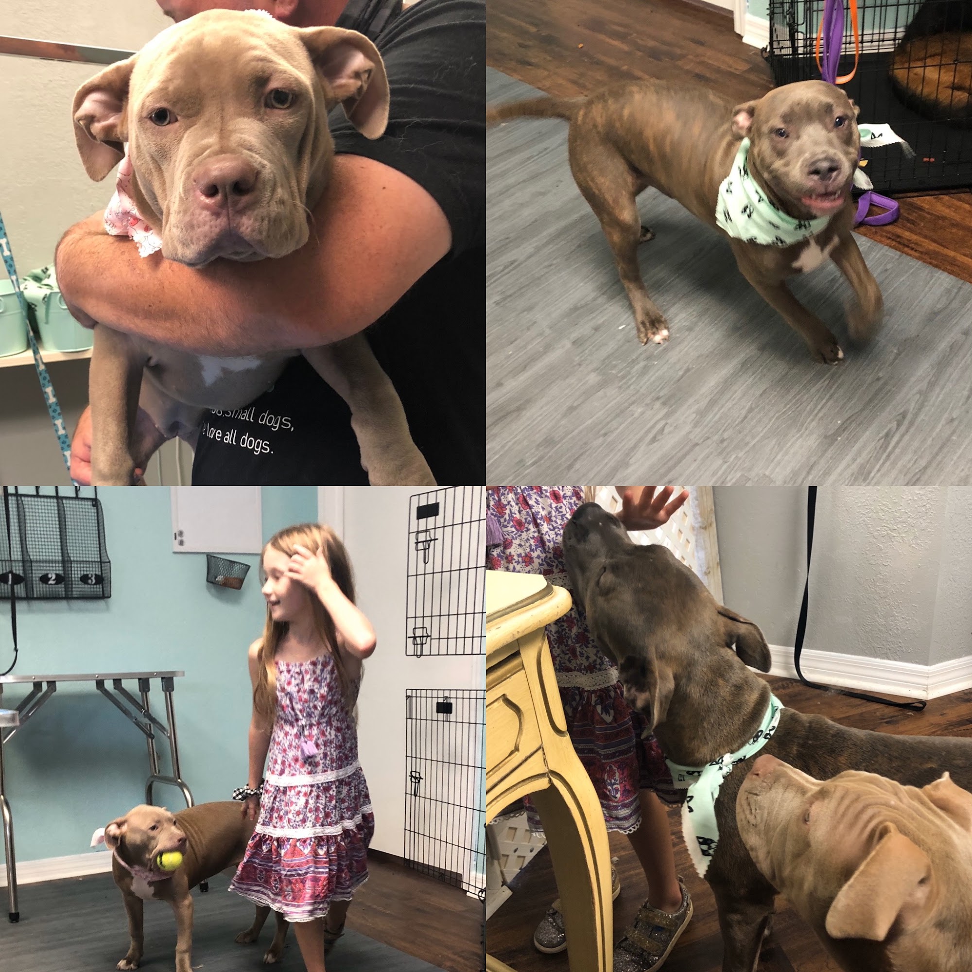 Dog grooming by Kim Spring Hill