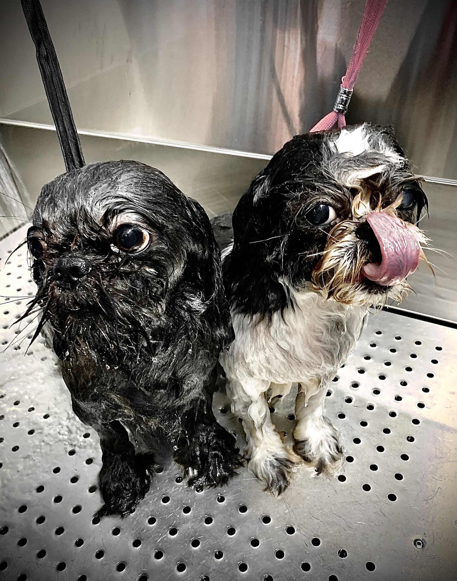 Romi's Royal puppy spa Spring Hill