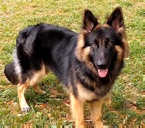 Critter Castle Pet Grooming Spring Hill