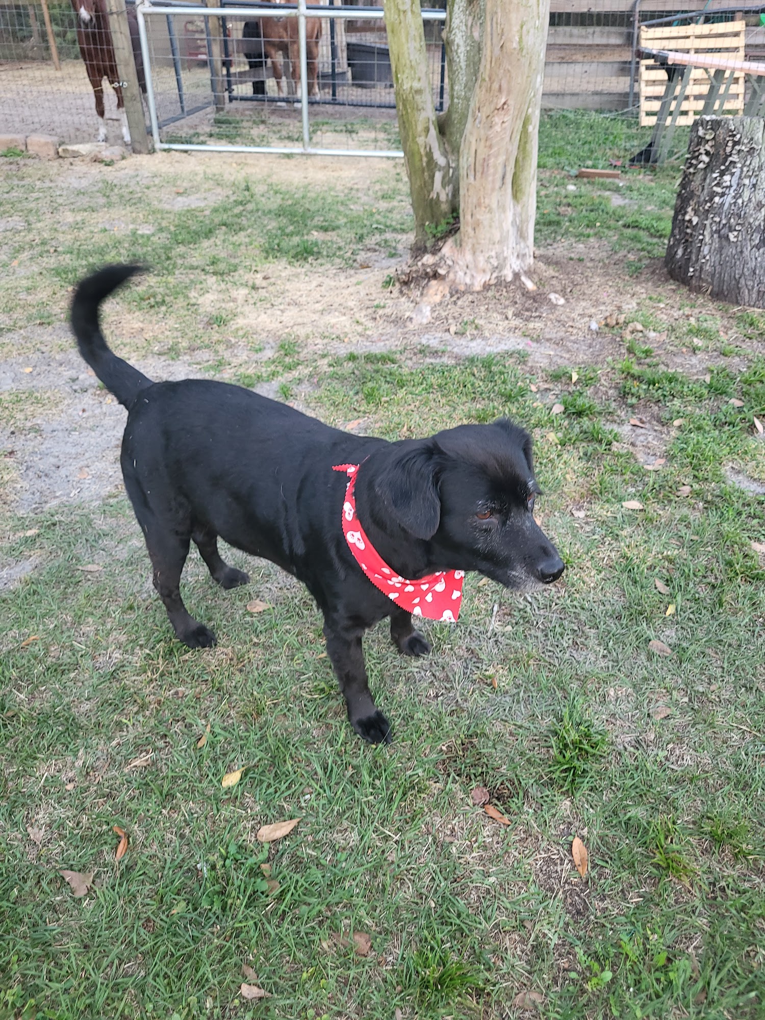 TheBarkingLot Spring Hill