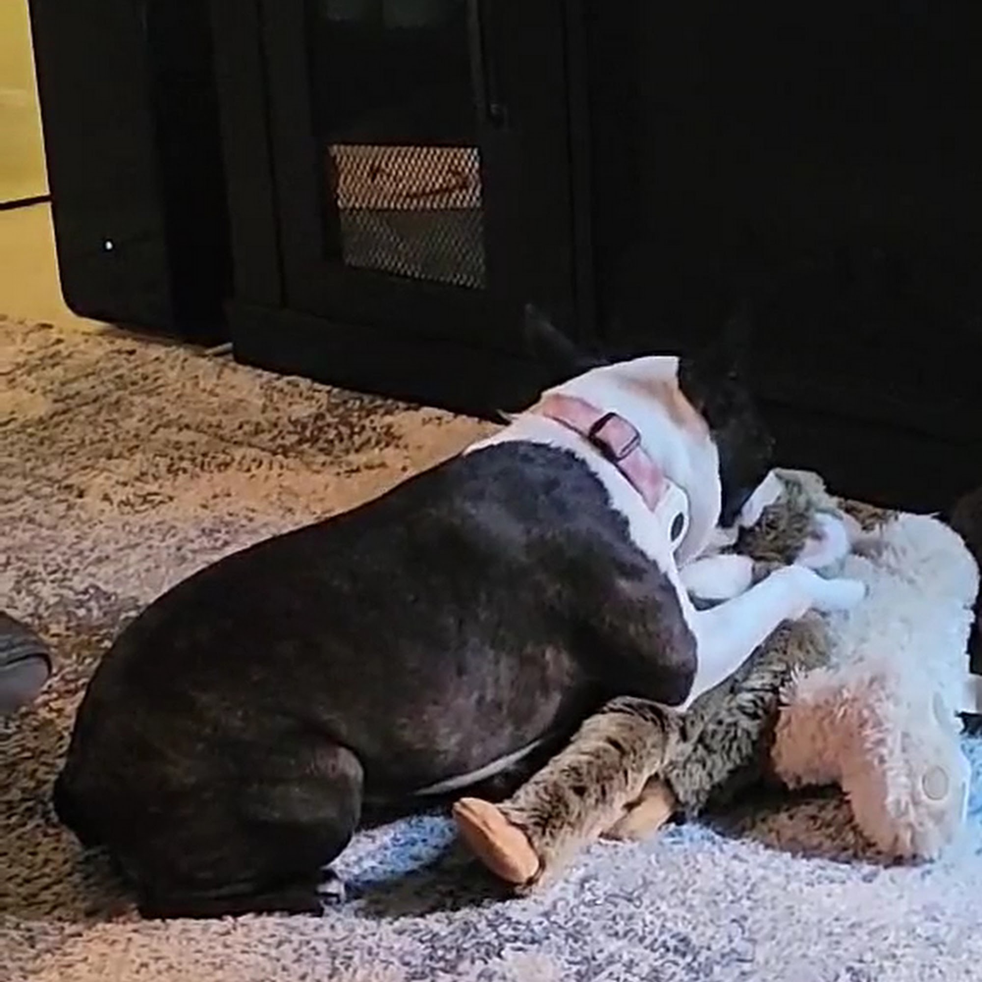 Woof Gang Bakery & Grooming Spring Hill Spring Hill