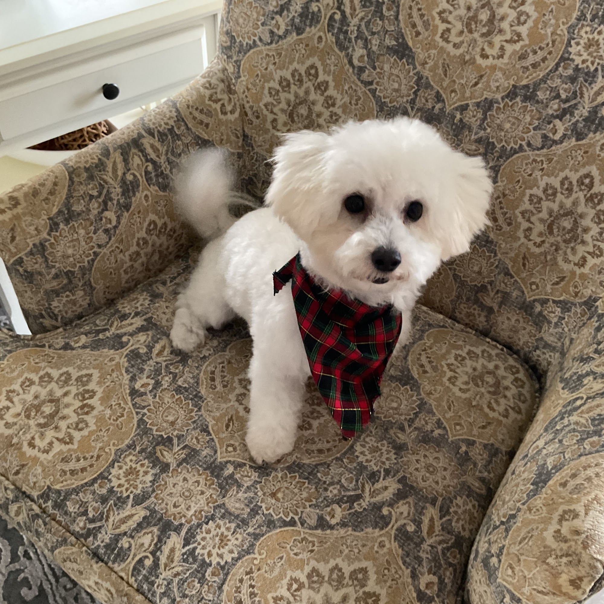 Woof Gang Bakery & Grooming Spring Hill 4393 Commercial Way, Spring Hill Florida 34607