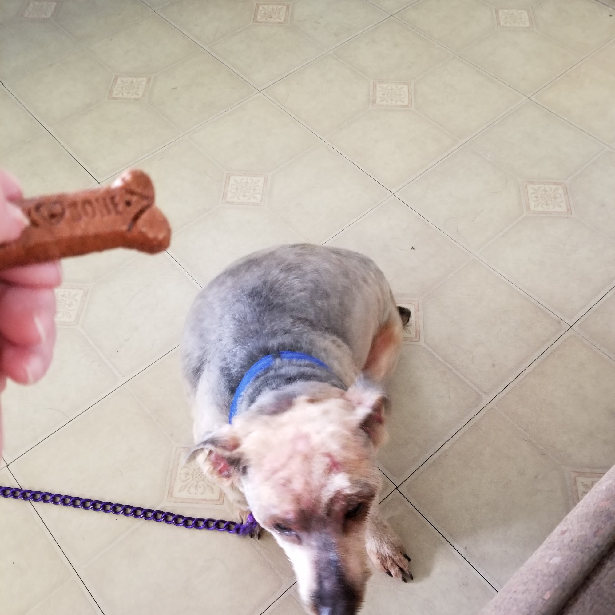 Clip & Trim Dog Grooming Spring Hill