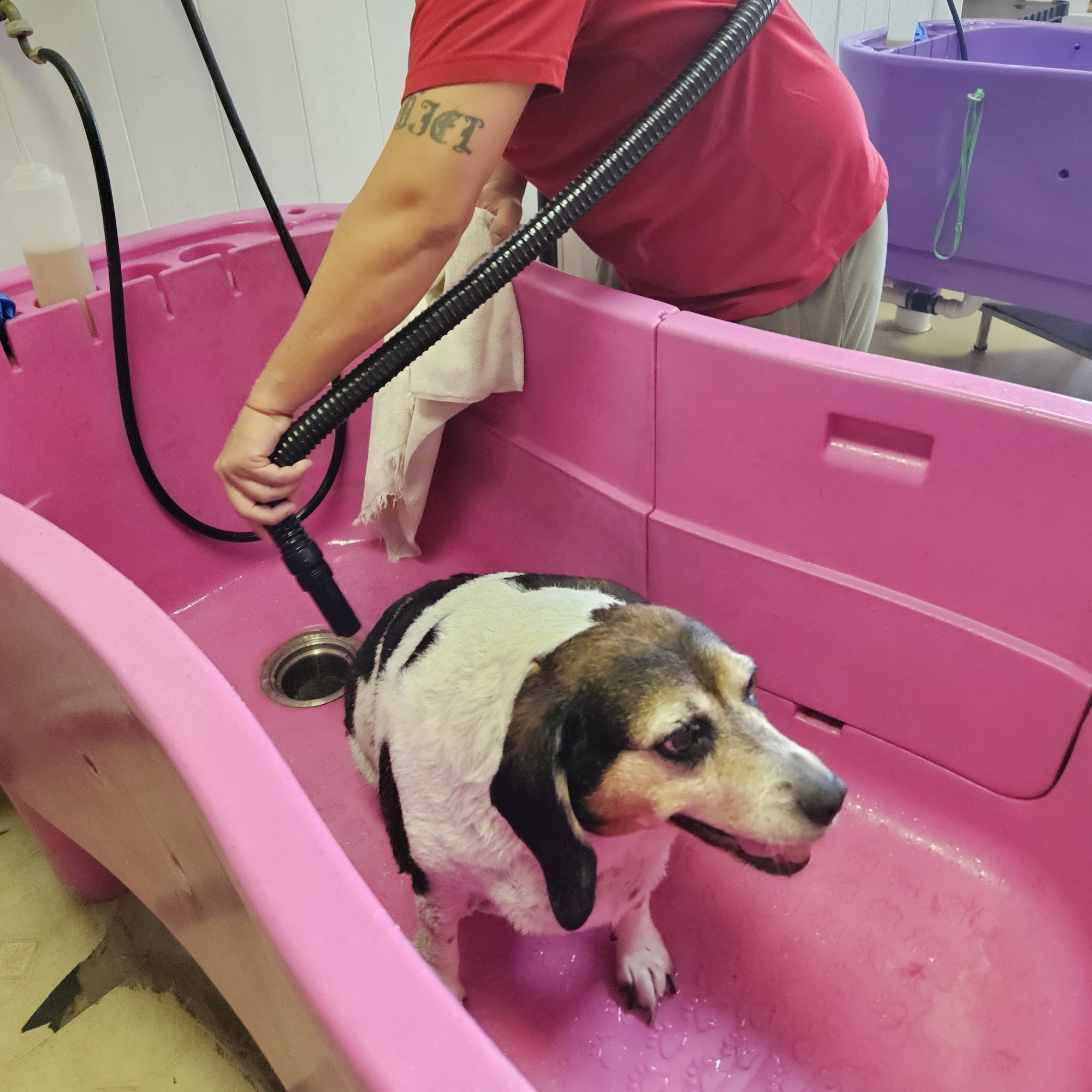 Clip & Trim Dog Grooming 11101 Hearth Rd, Spring Hill Florida 11101