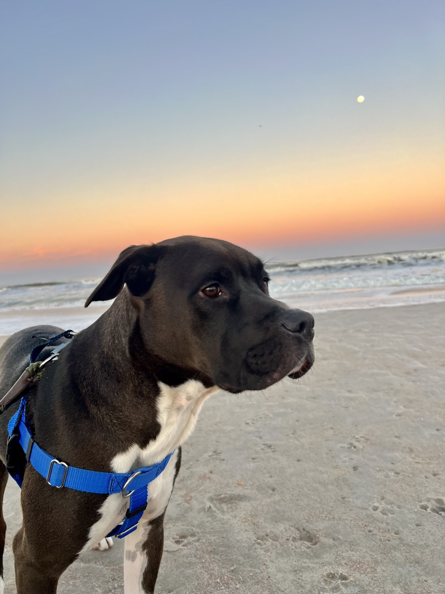 Del Mar Veterinary Hospital St. Augustine Beach