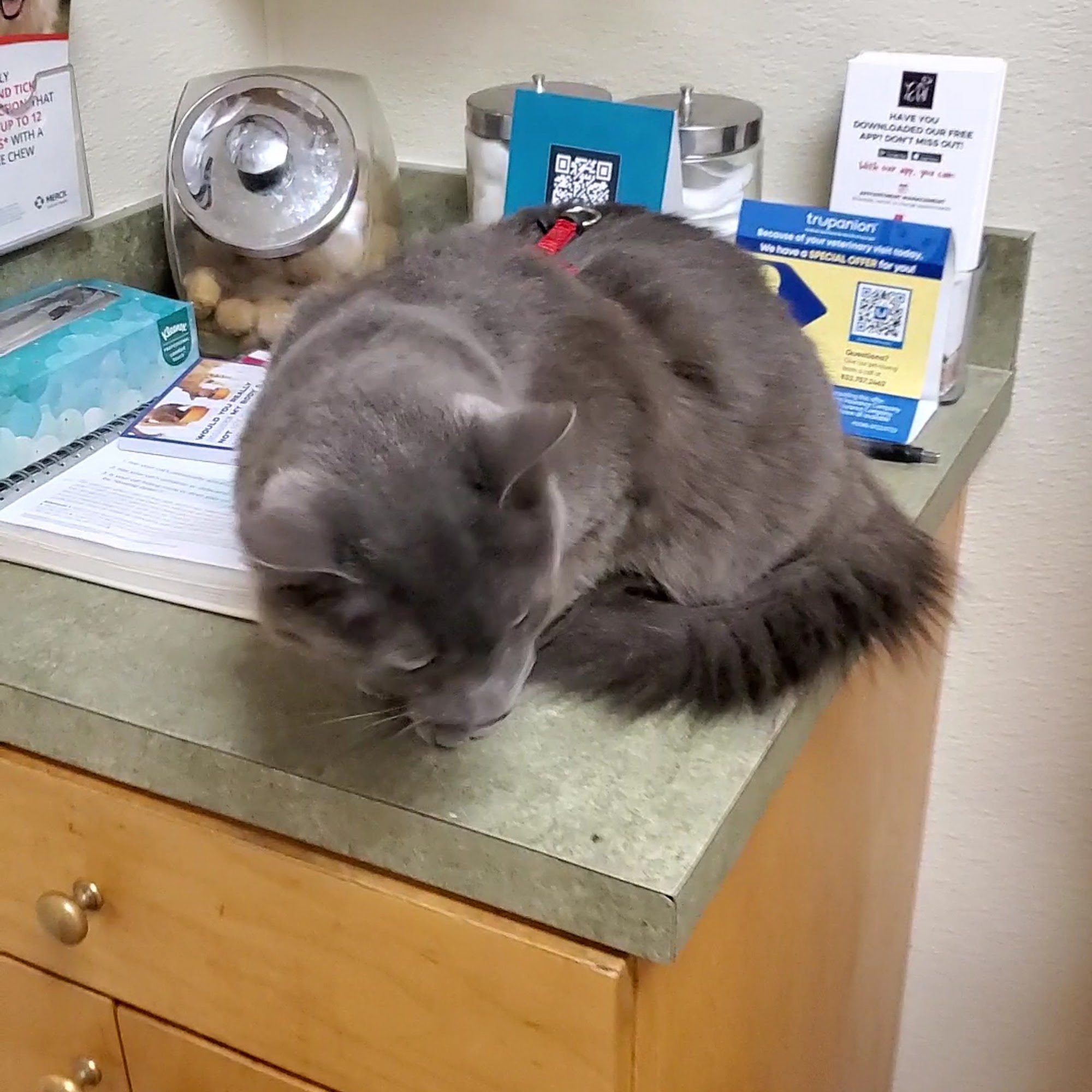 Animal Medical Clinic St. Augustine