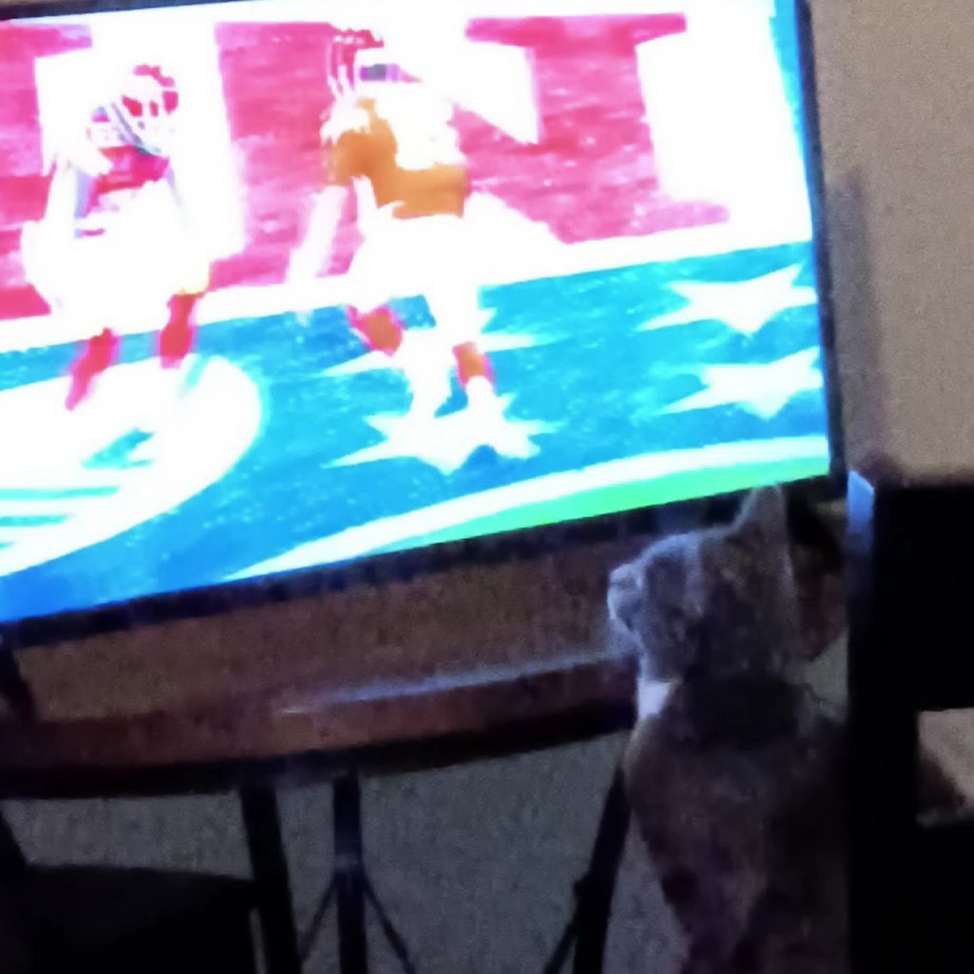 St. Johns Veterinary Hospital St. Augustine