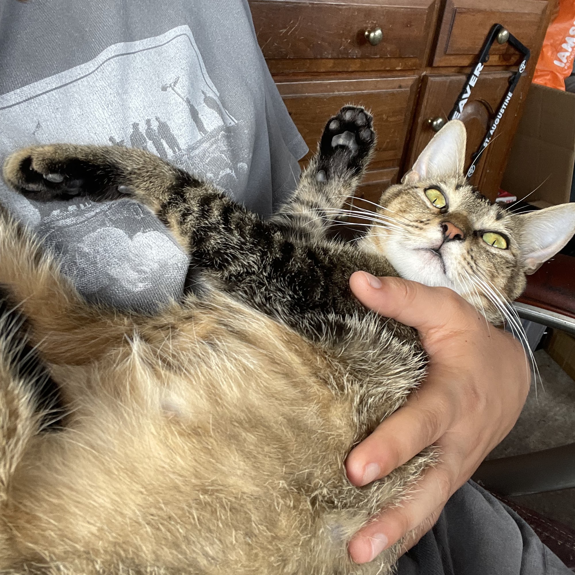 Animal Wellness Center St. Augustine