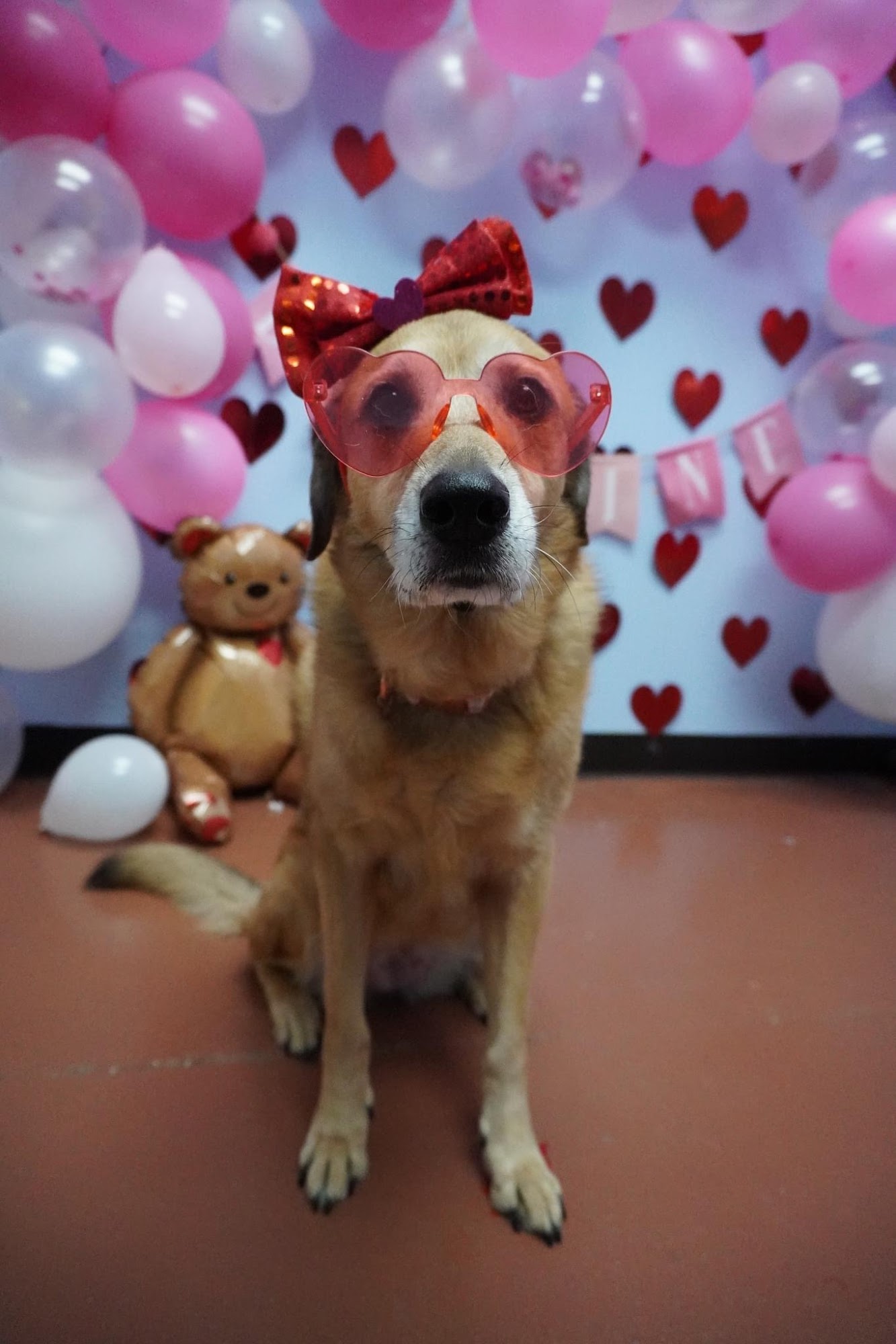 DogTown USA St Augustine St. Augustine