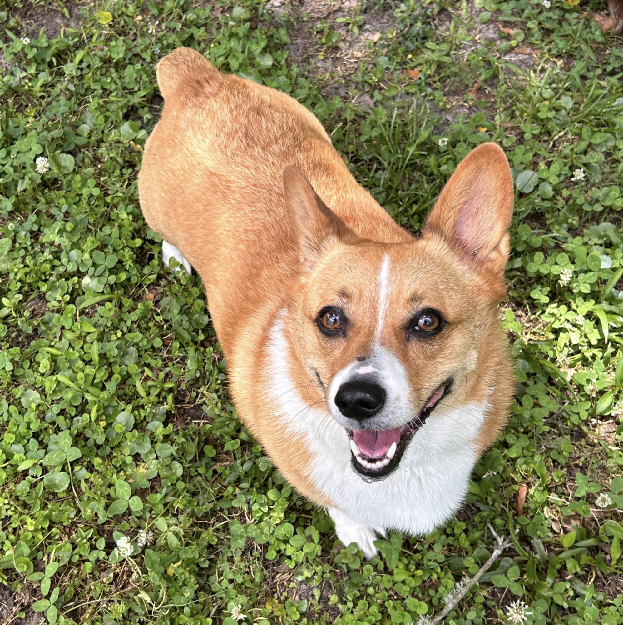 Forever Vets Pet Resort at Pacetti St. Augustine