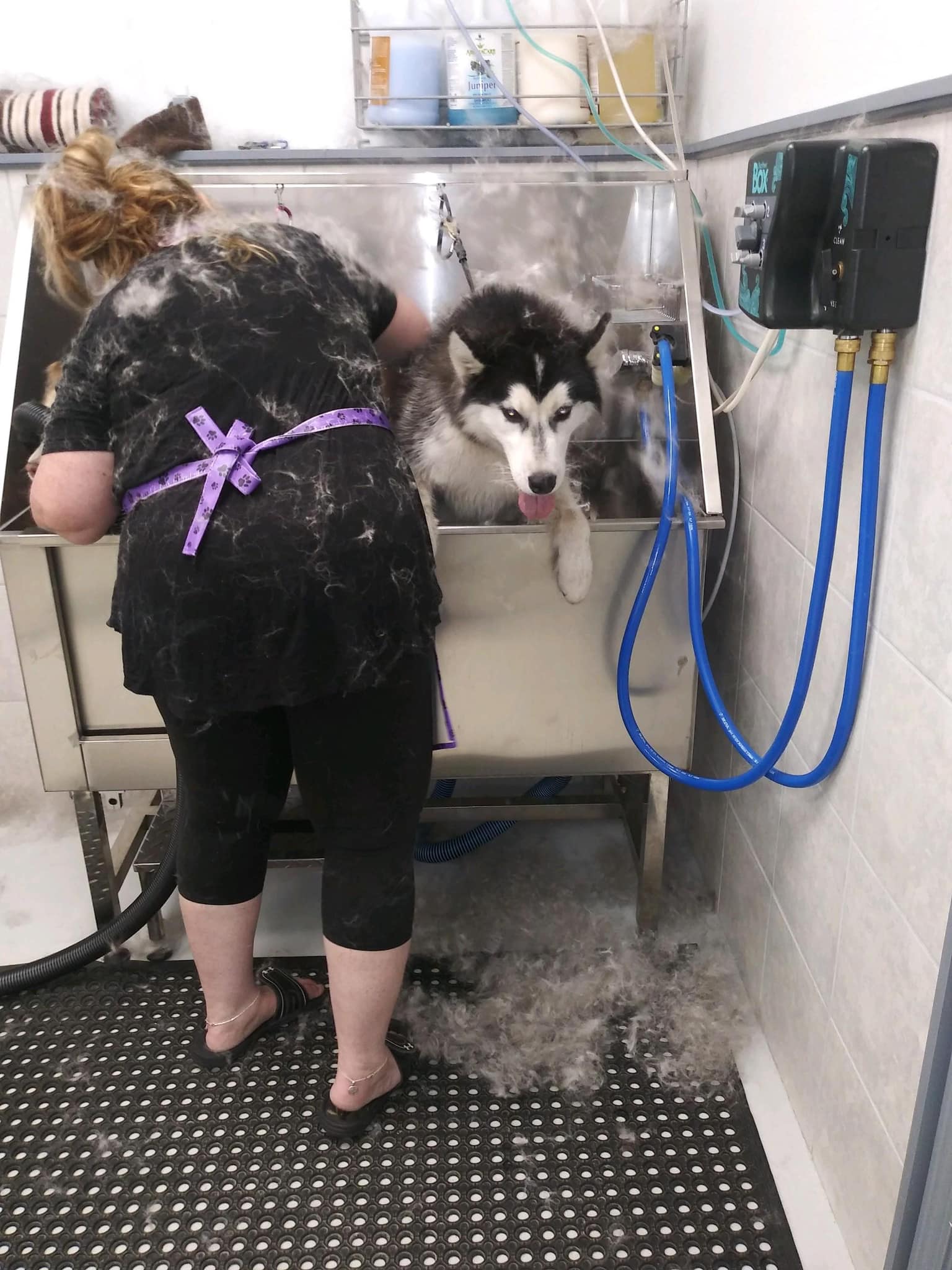 Soggy Doggy St. Augustine