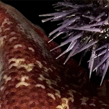 The Whitney Laboratory for Marine Bioscience St. Augustine