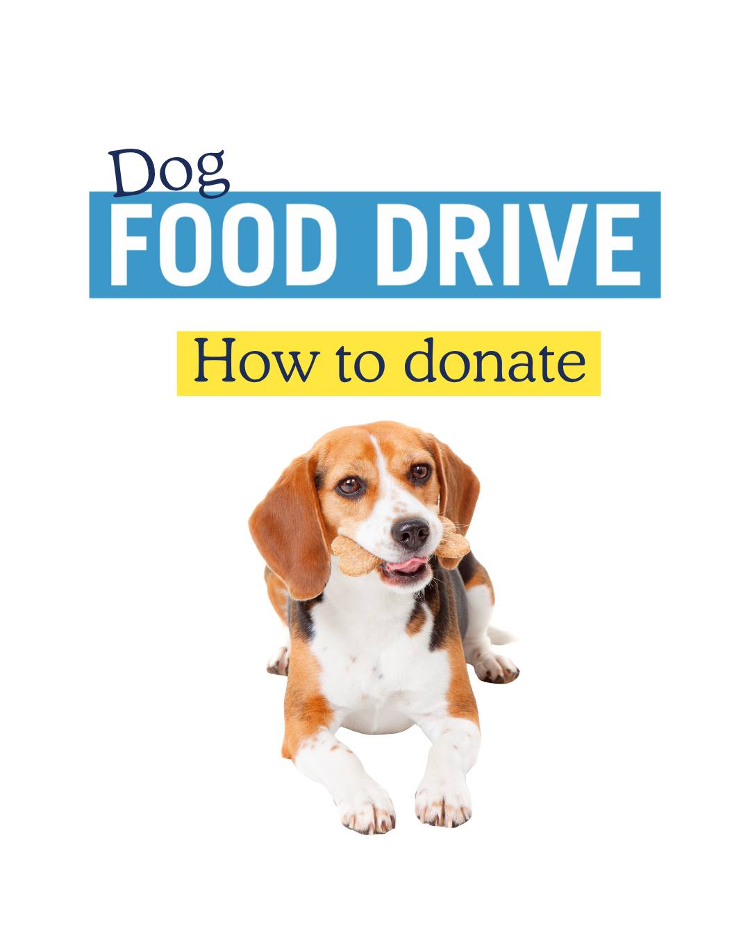 Scenthound St. Augustine St. Augustine