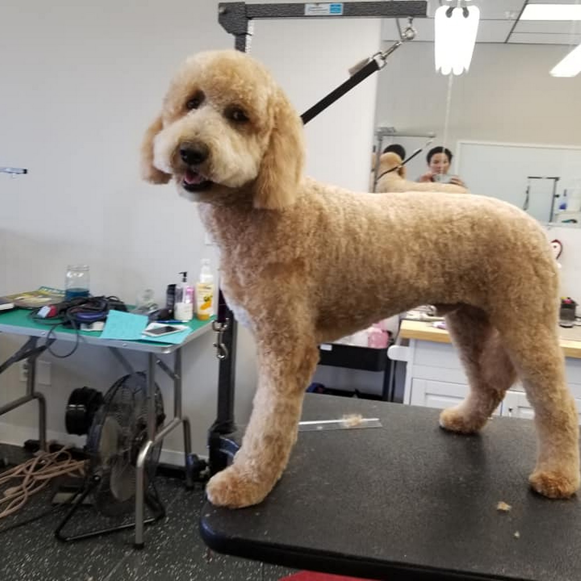 Anastasia Pet Spa St. Augustine