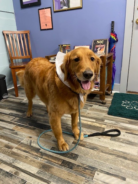 MacKenzies Mighty Mutt Cuts St. Augustine