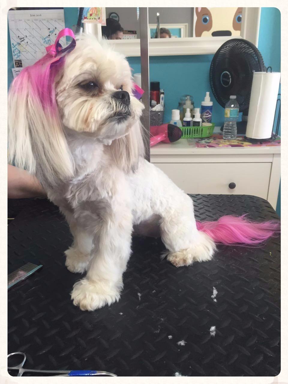 Uptown Pet Salon & Daycare St. Cloud