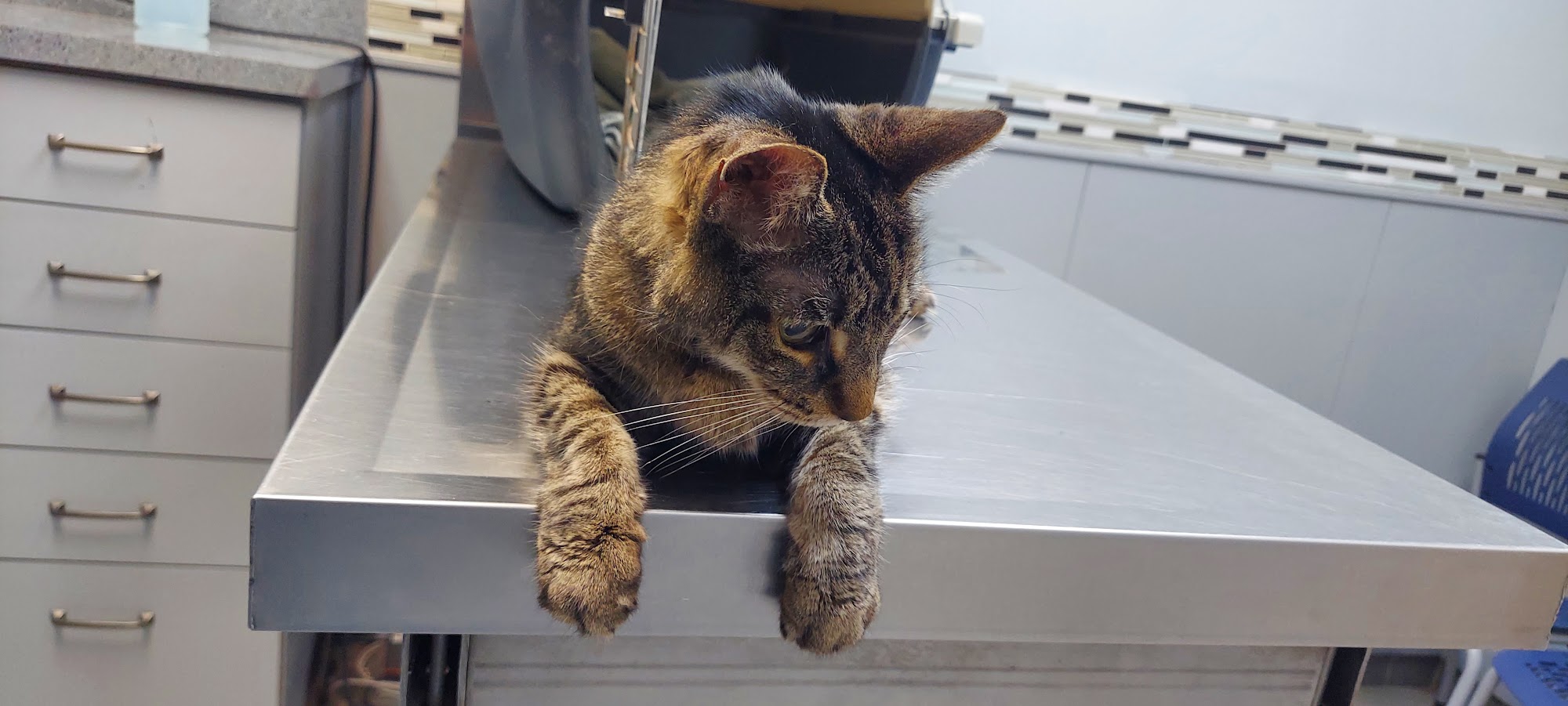 Saint Francis Animal Hospital St. Cloud