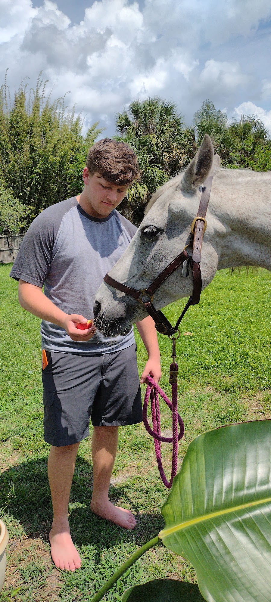 Central Florida Large Animal Veterinary Services (CFLA, LLC) St. Cloud