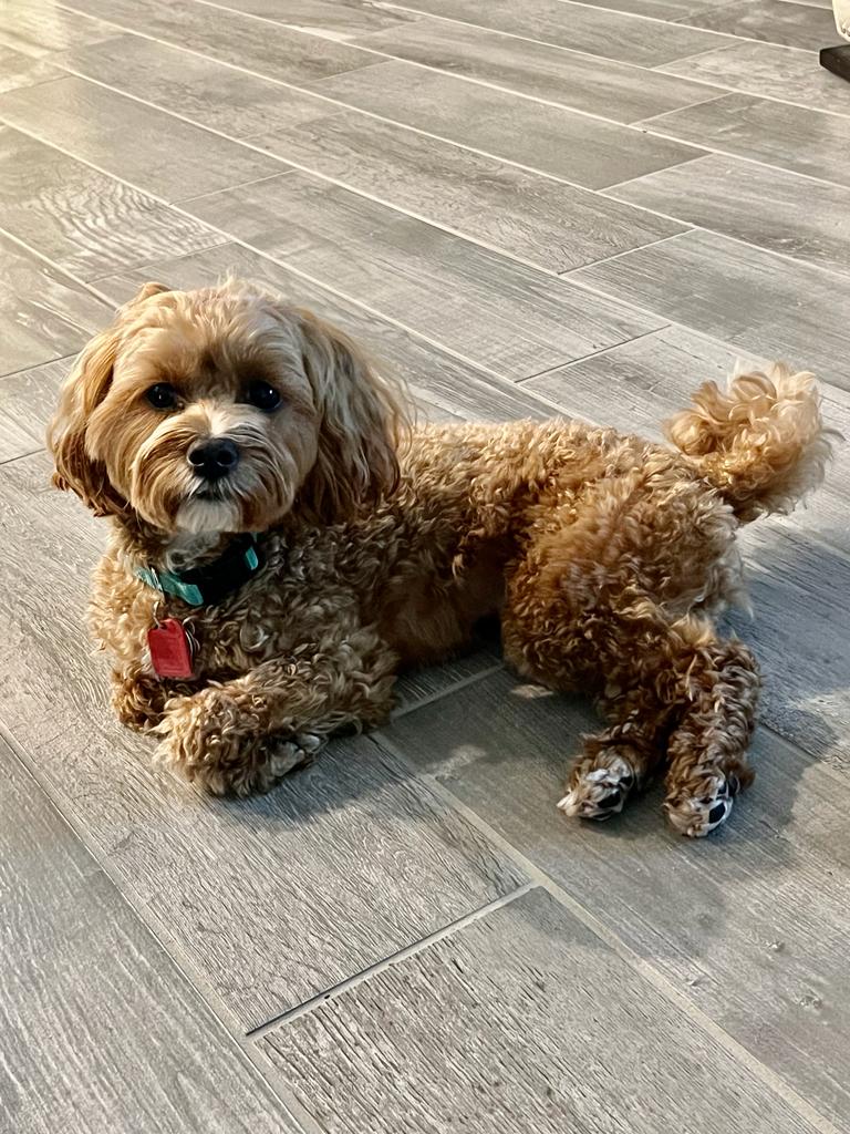 Narcoossee Animal Hospital St. Cloud