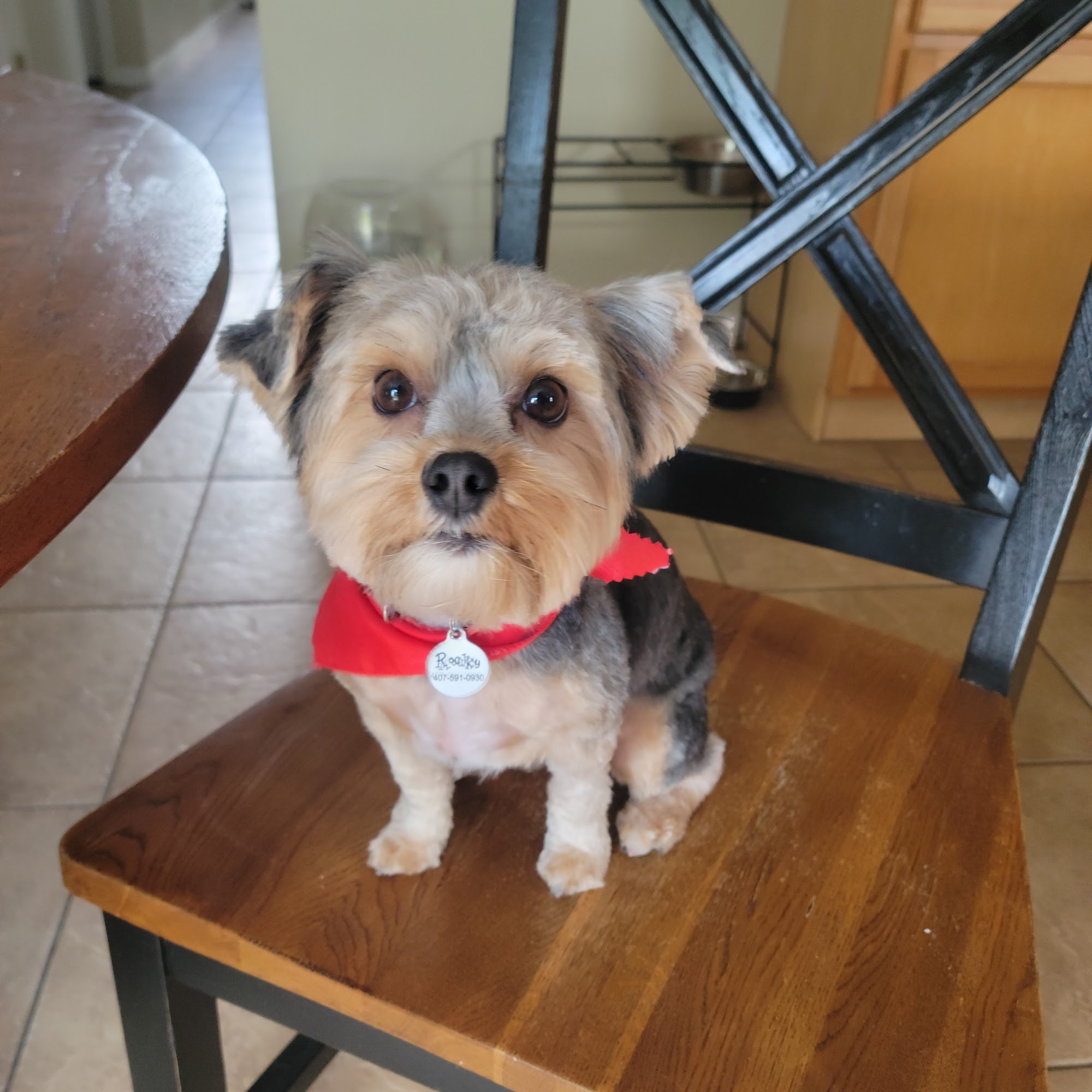 Pets on a Cloud St. Cloud