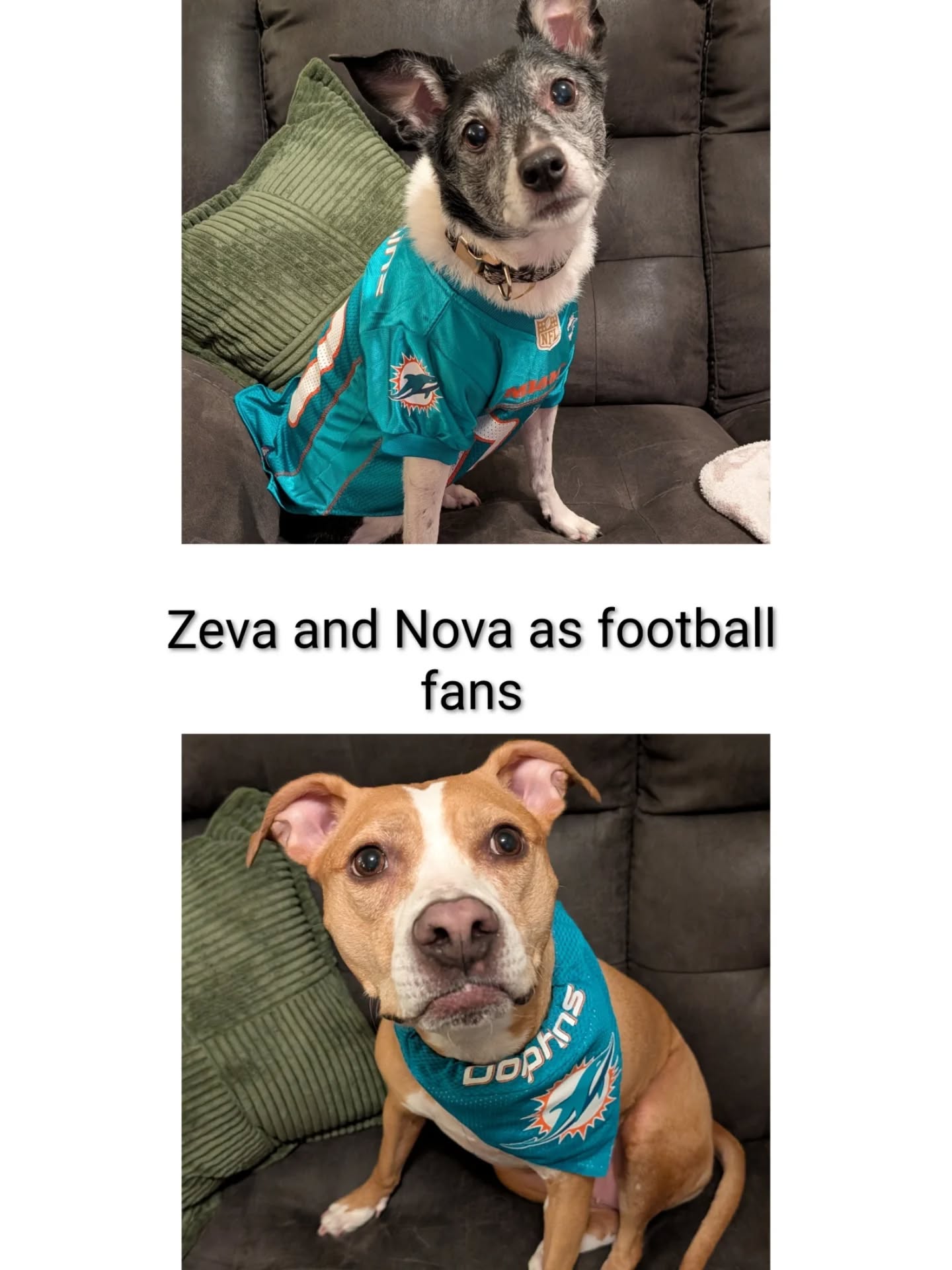 Narcoossee Oaks Animal Hospital St. Cloud