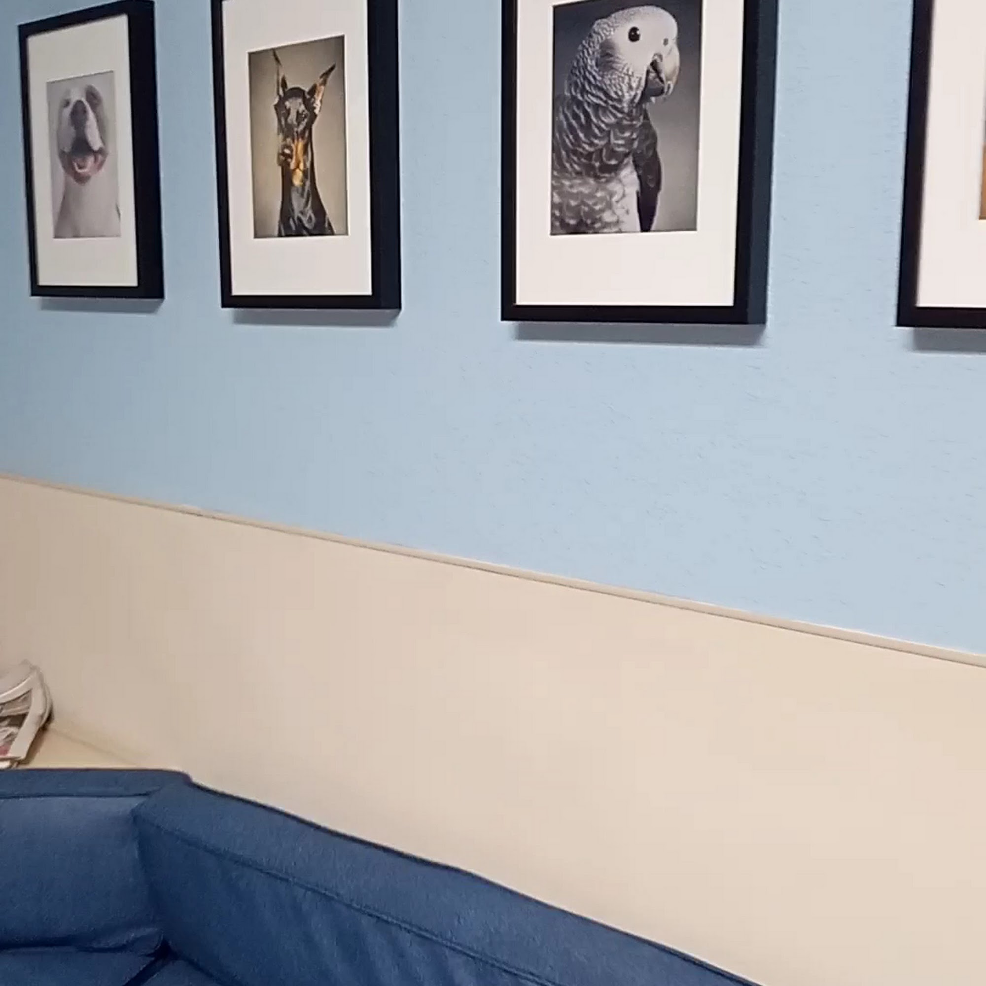 St. Petersburg Animal Hospital and Urgent Care St. Petersburg