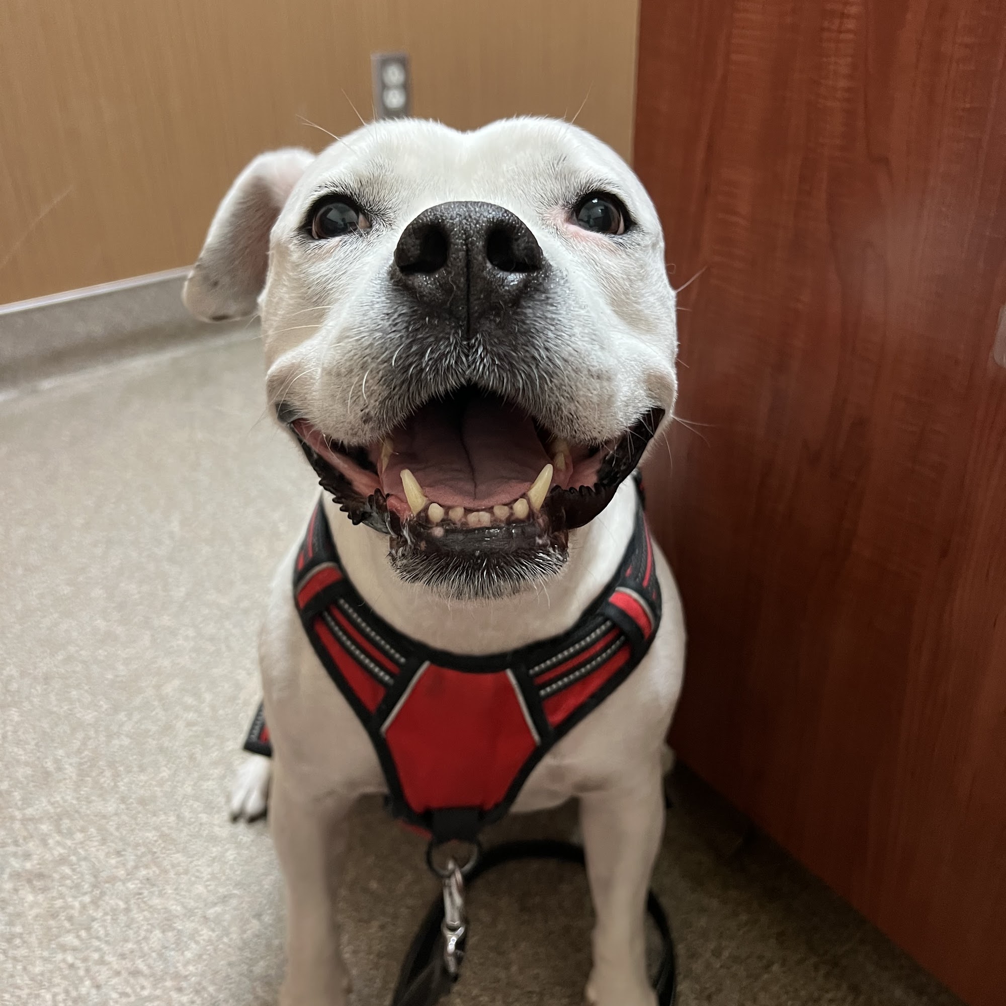 Haines Road Animal Hospital St. Petersburg