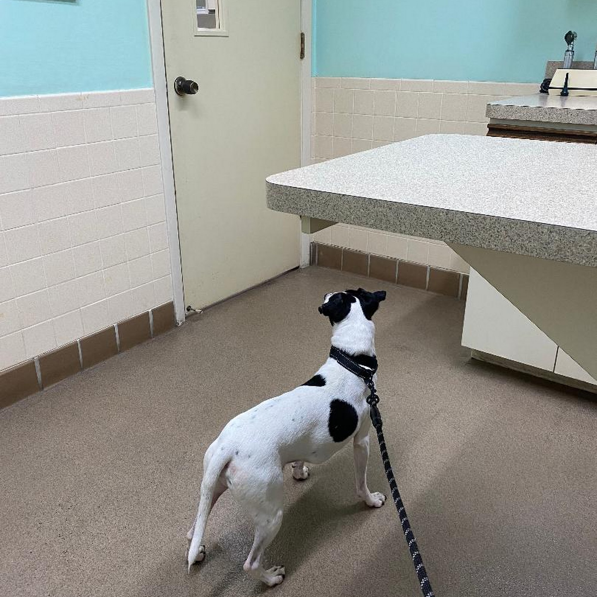 Live Oak Veterinary Hospital St. Petersburg