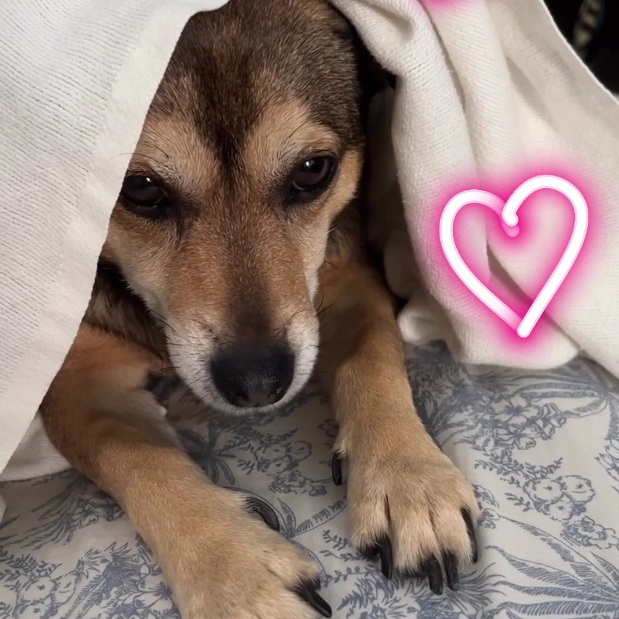 Furry Friends Pet Grooming St. Petersburg