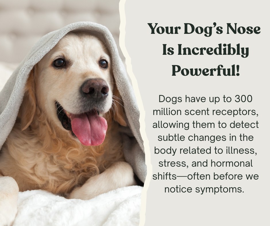 Plummer Pet Hospital St. Petersburg