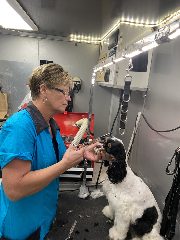 Bubbles And Bows Mobile Pet Grooming St. Petersburg